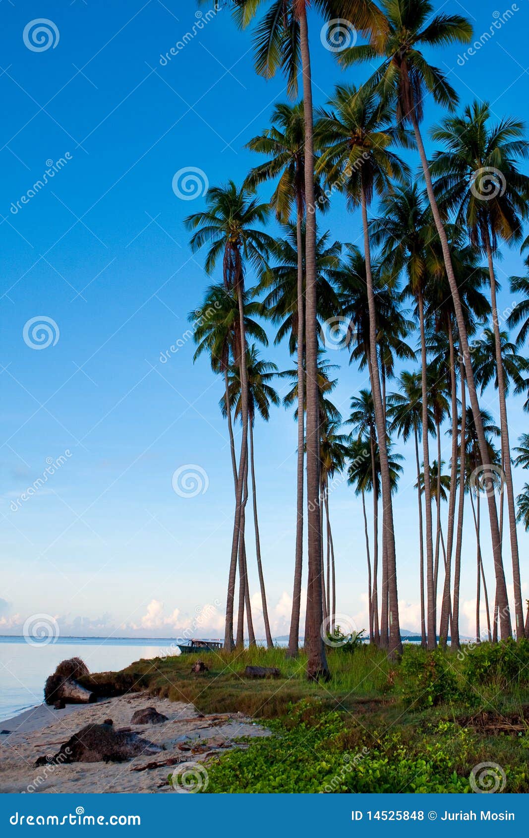 Coconut Grove Tropical Island Stock Photo - Image of calm, beauty: 14525848