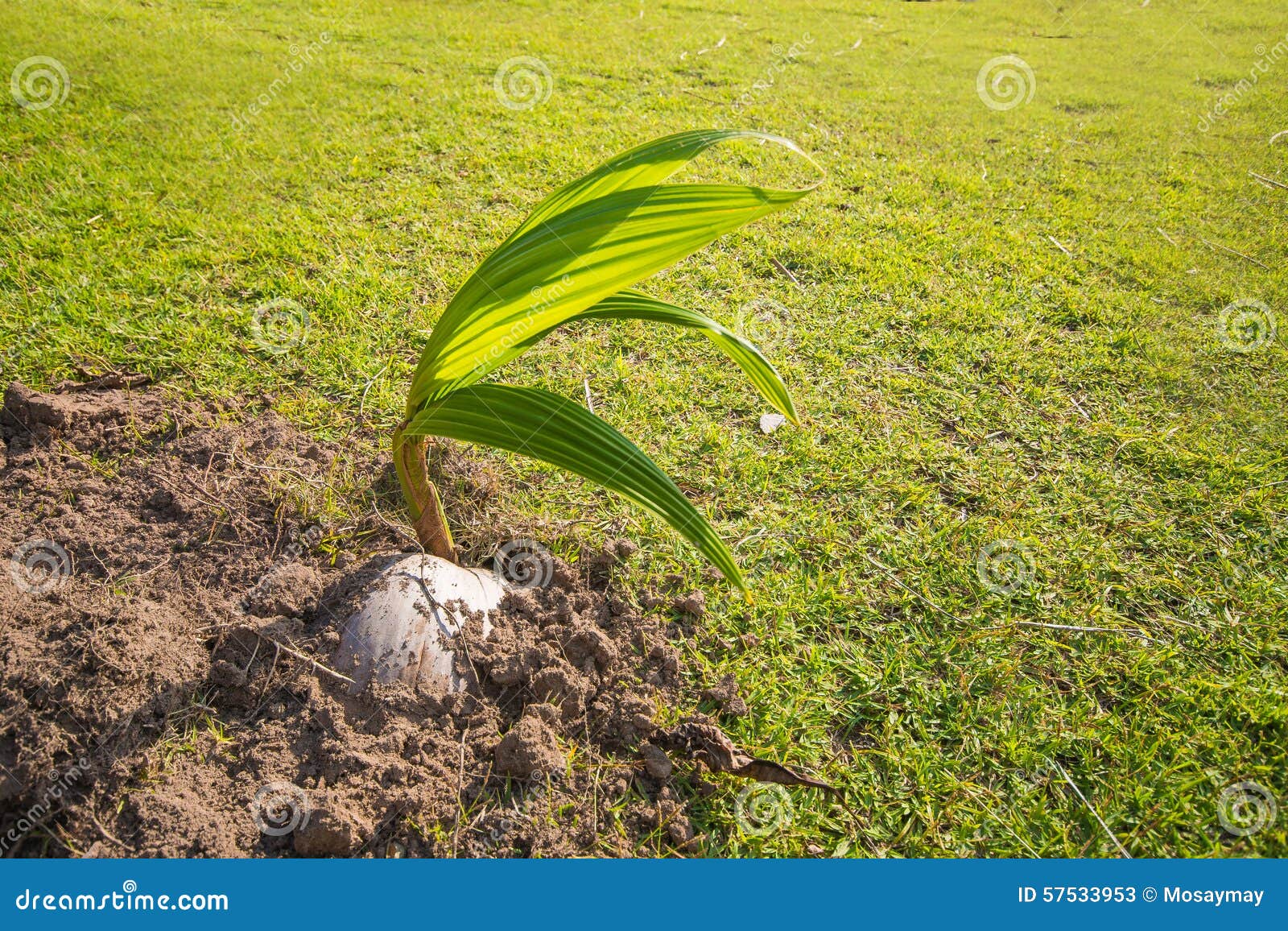 Coconut Growing from Seedlings in the Garden Stock Image Image of