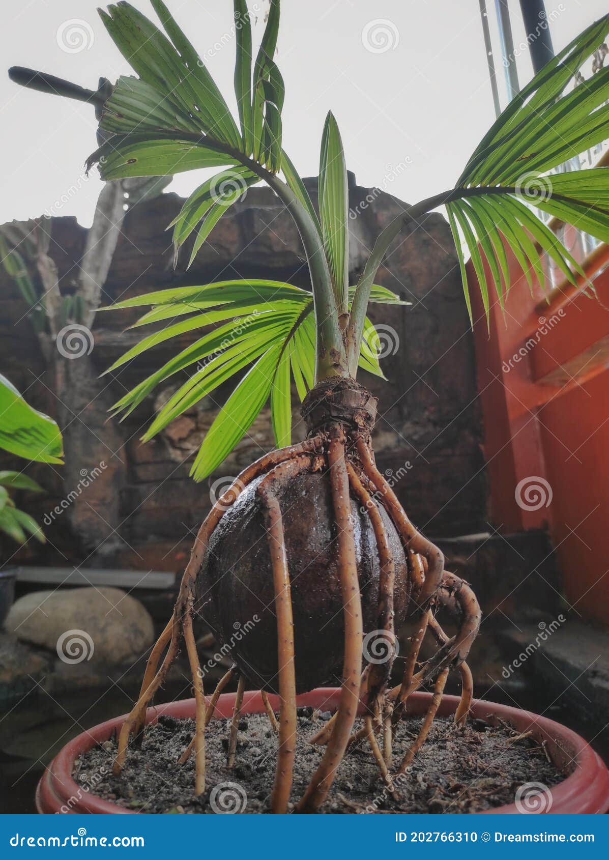 Coconut growth tree stock photo. Image of jungle, coconut 202766310