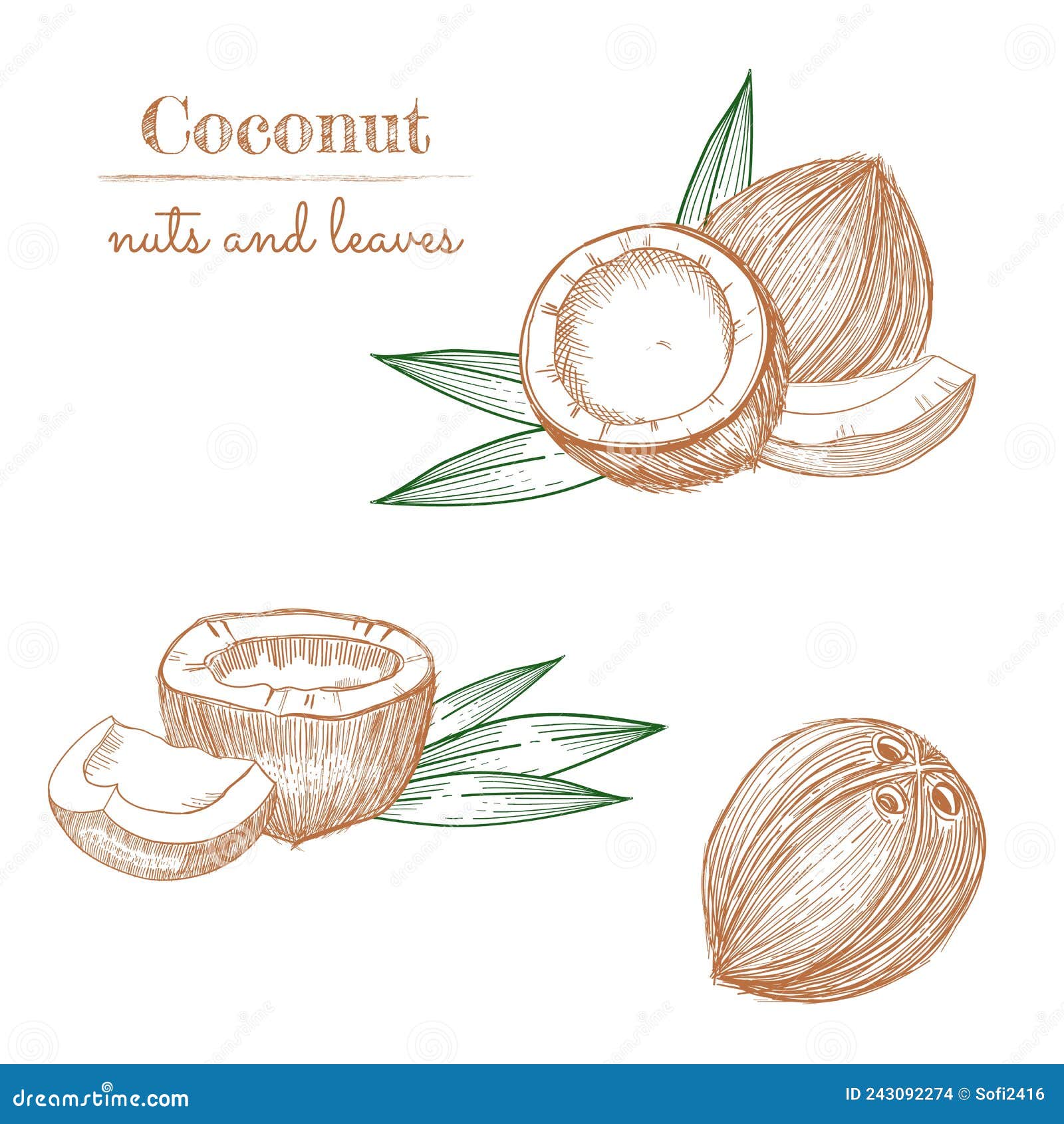 Coconut Hand Drawn Sketch. Whole and Half Coconuts and Palm Leaves ...