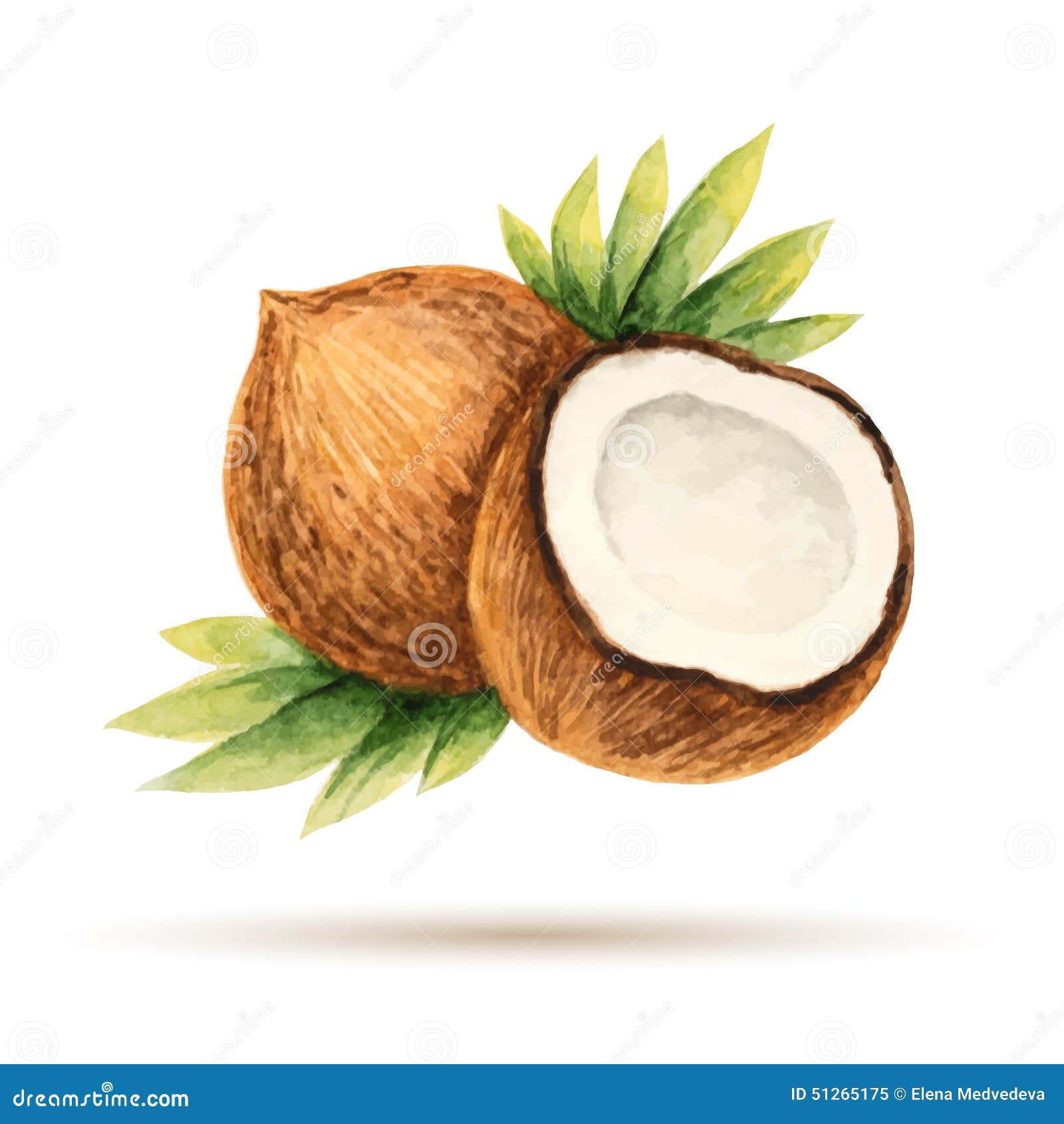 Coconut hand drawn watercolor, on a white background. Vector 