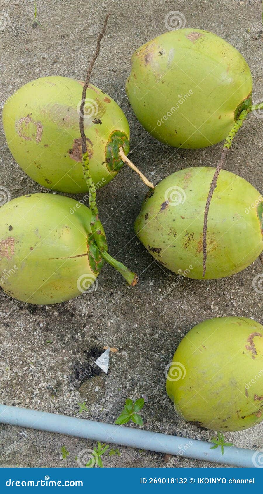 Coconut island Aceh stock photo. Image of flower, produce 269018132