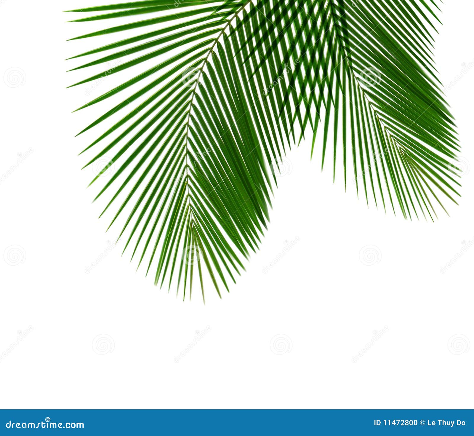 Coconut Leaf stock photo. Image of coconut, pattern, plant 11472800