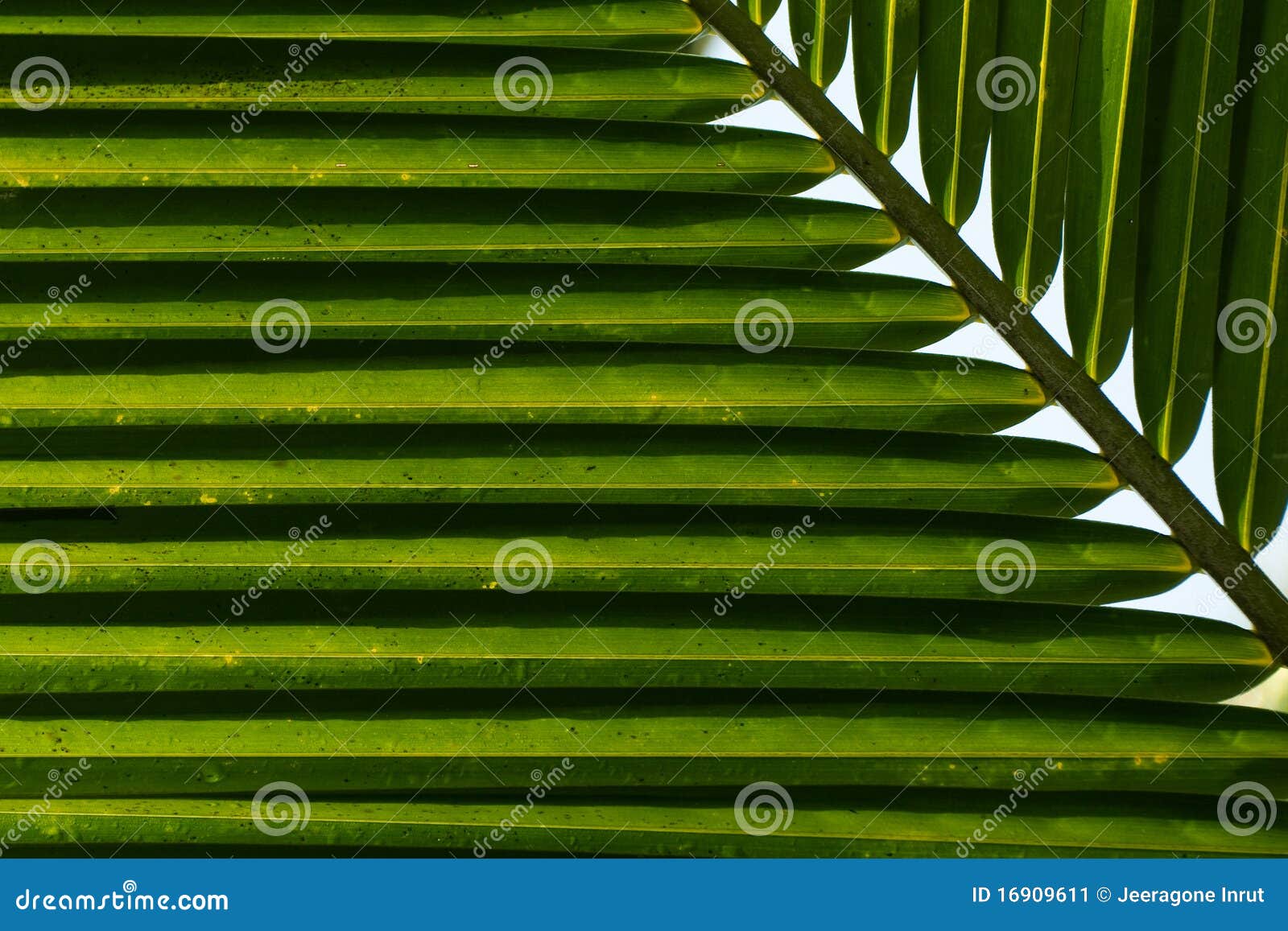 Coconut Leaf Background stock image. Image of green, backlit - 16909611