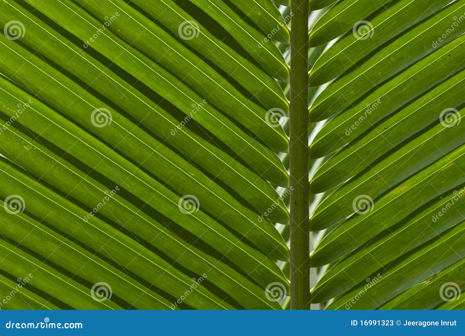 Coconut Leaf Background stock image. Image of plant, green - 16991323