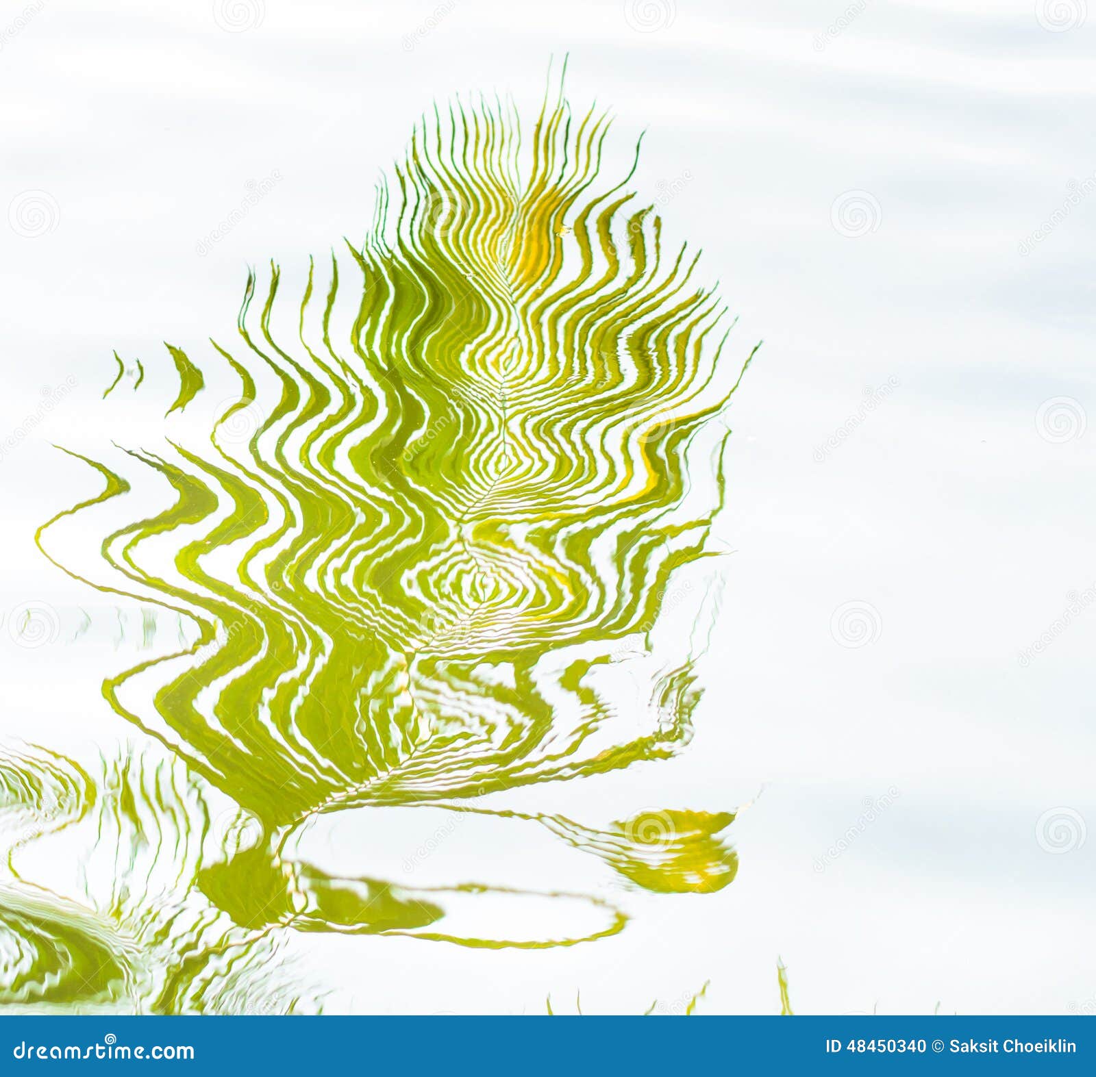 Coconut Leaf Reflect Form Water Stock Photo Image of wave, green