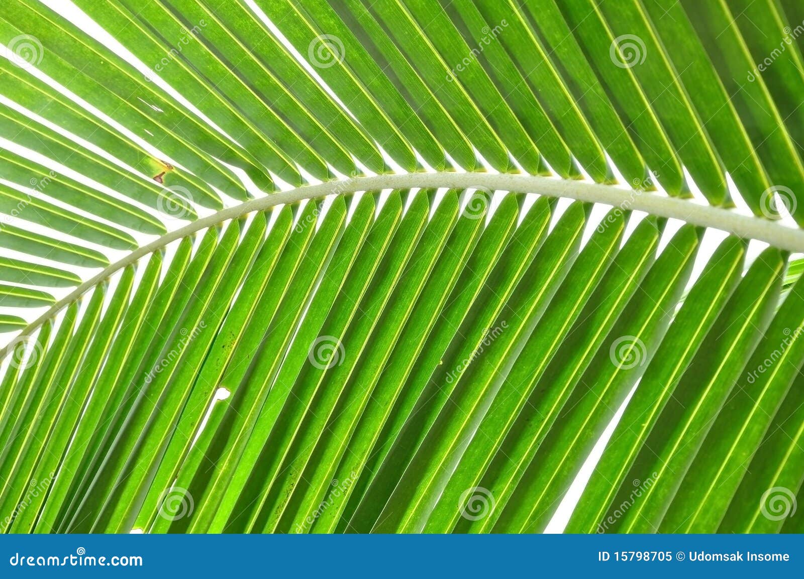 coconut-leaf-structure-royalty-free-stock-photo-cartoondealer