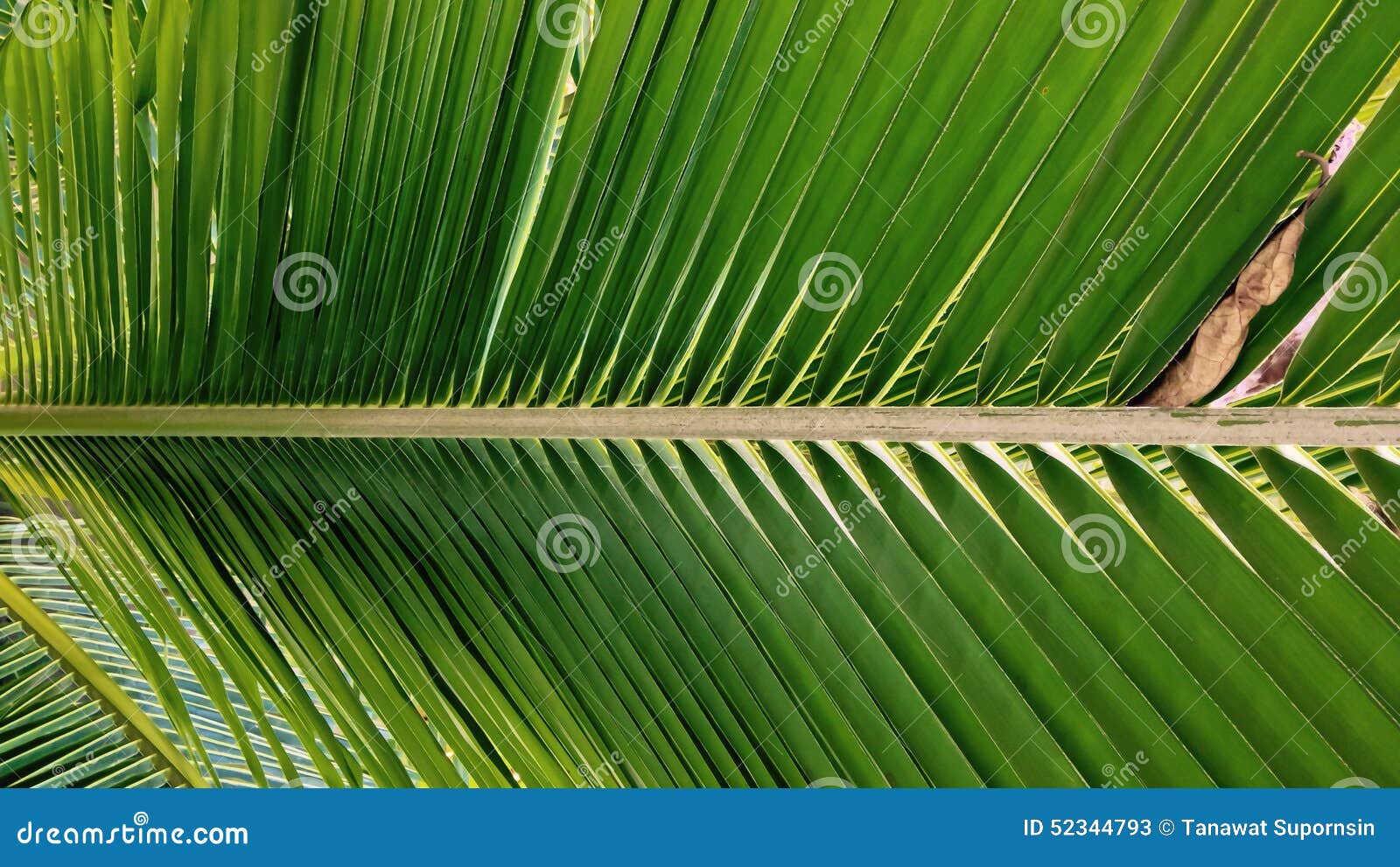 Coconut leaf wallpaper stock image. Image of leaf, background 52344793