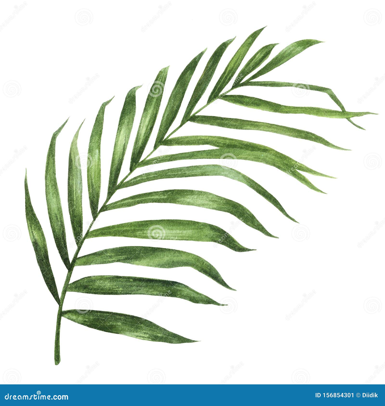 Coconut Leaf Watercolor Isolated on White Background. Stock ...