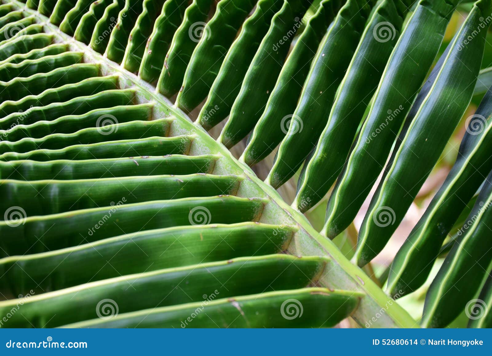 coconut leaflet