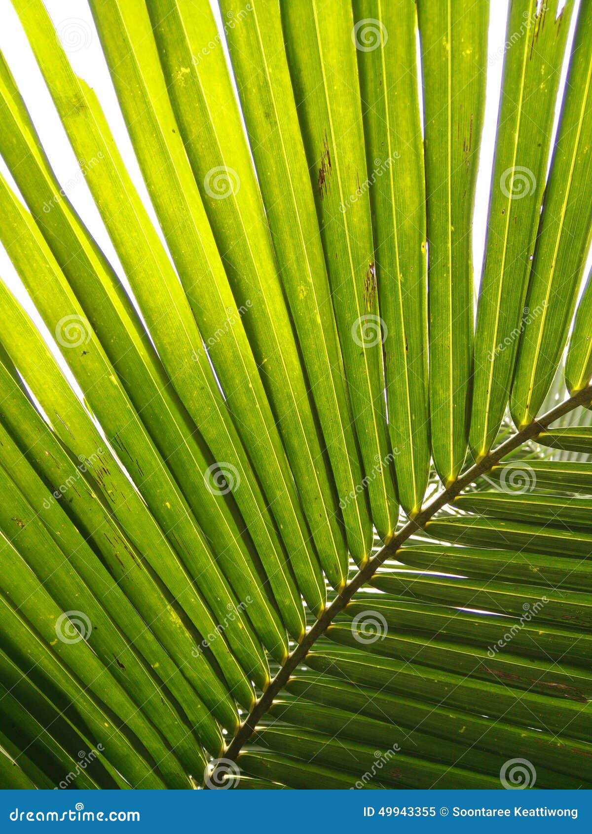 Coconut leaves stock image. Image of green, pattern, nature 49943355