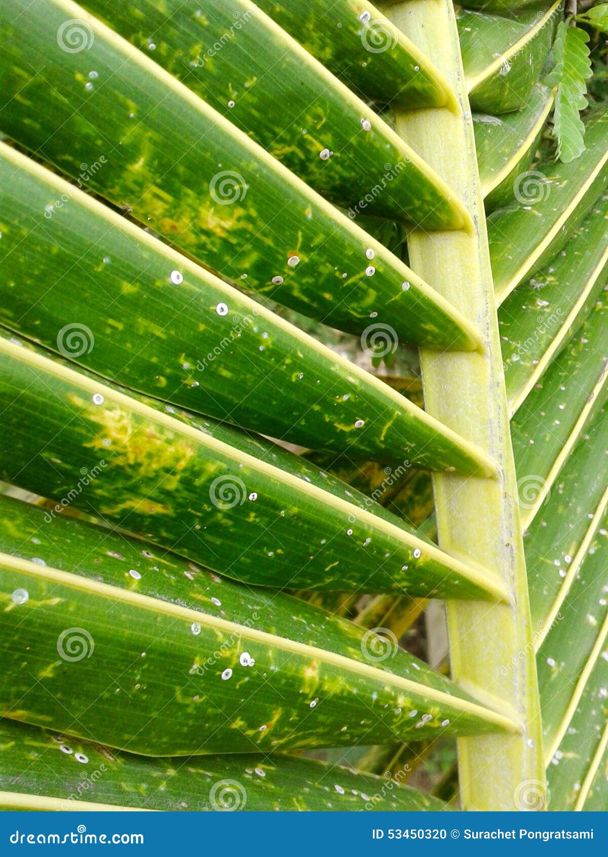 Coconut leaves stock photo. Image of leaf, green, nature 53450320