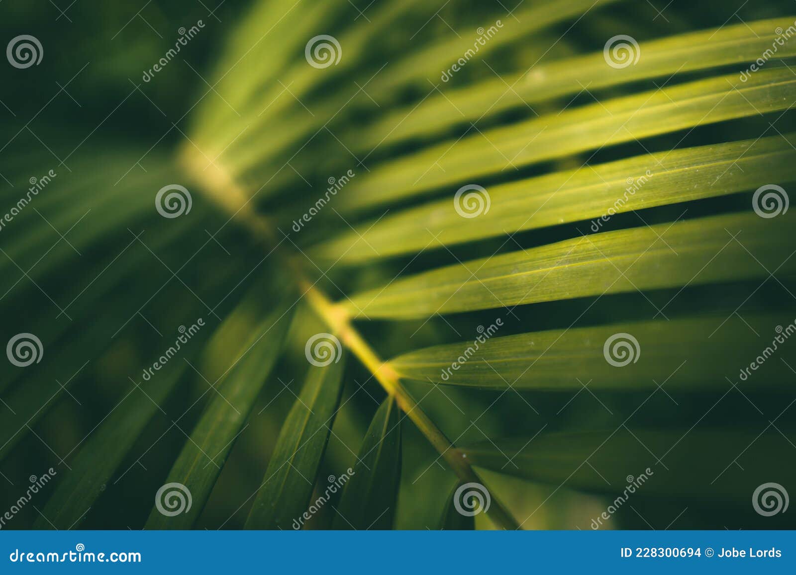 Coconut Leaves. Green Leaves Details. Stock Photo Image of sunlight