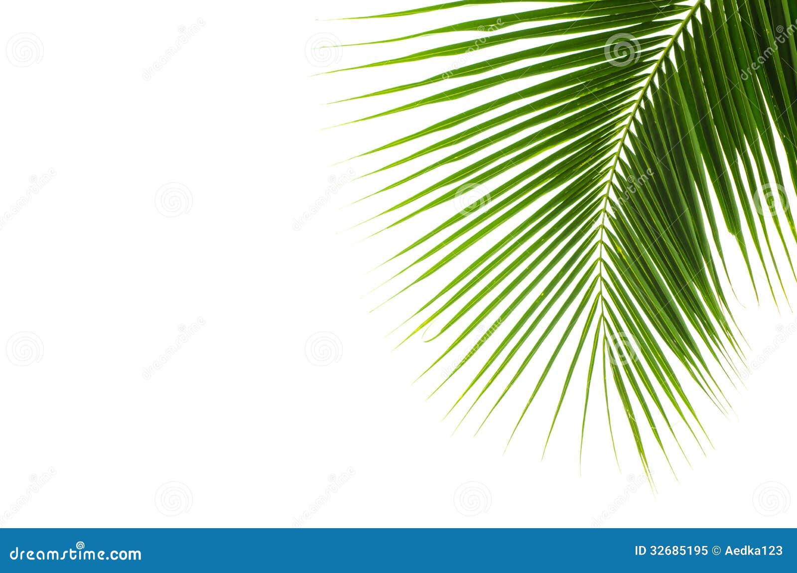 Coconut Leaves. Royalty Free Stock Photo  Image: 32685195