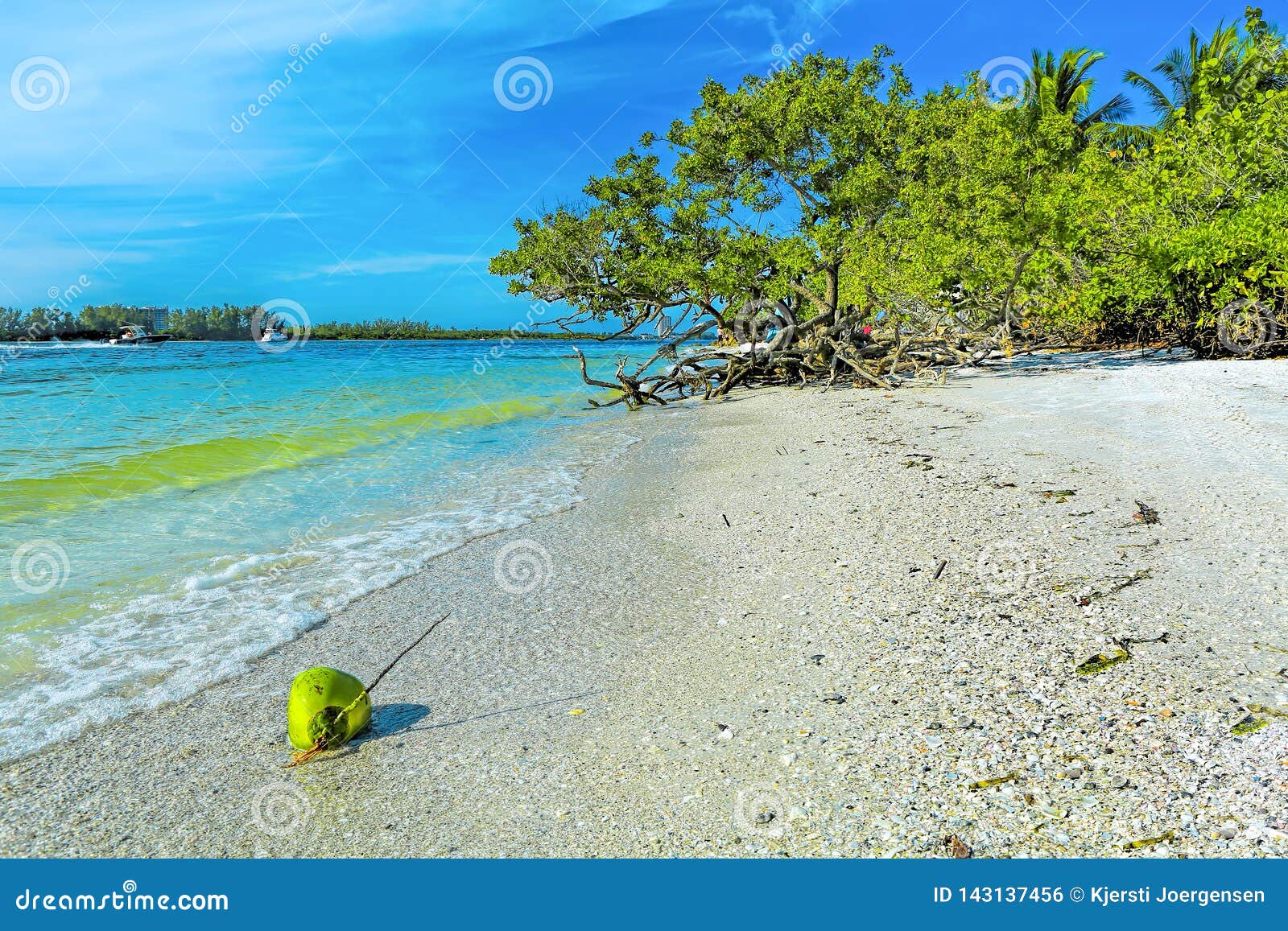 Coconut at Lido Keys, Sarasota Stock Photo Image of outside, sand