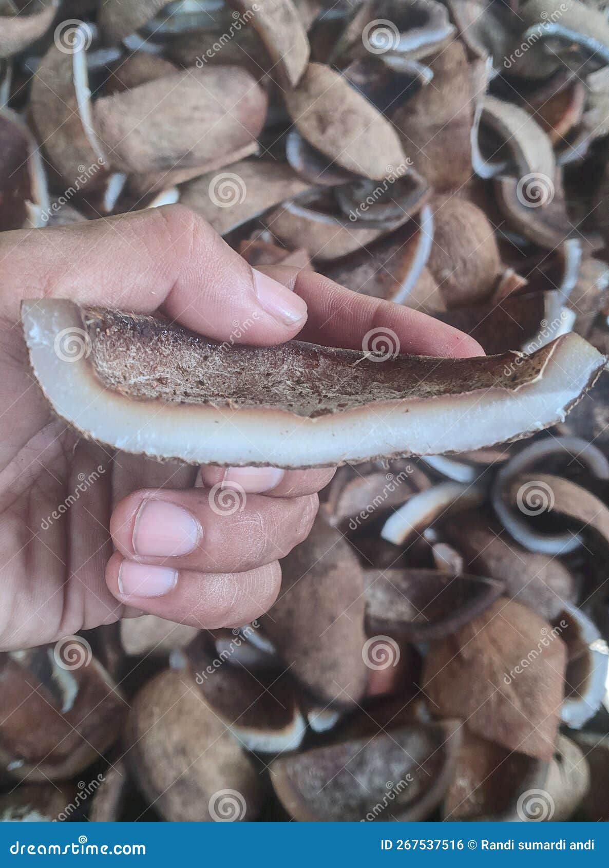 Coconut Meat that Has Been through the Drying Process Stock Photo