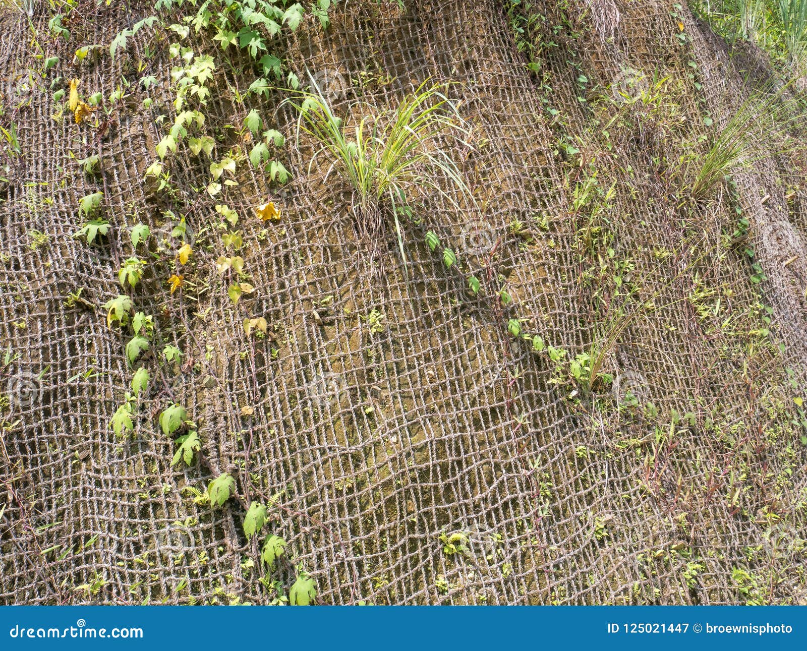 Coconut Net or Netting To Prevent Land or Soil Erosio Stock