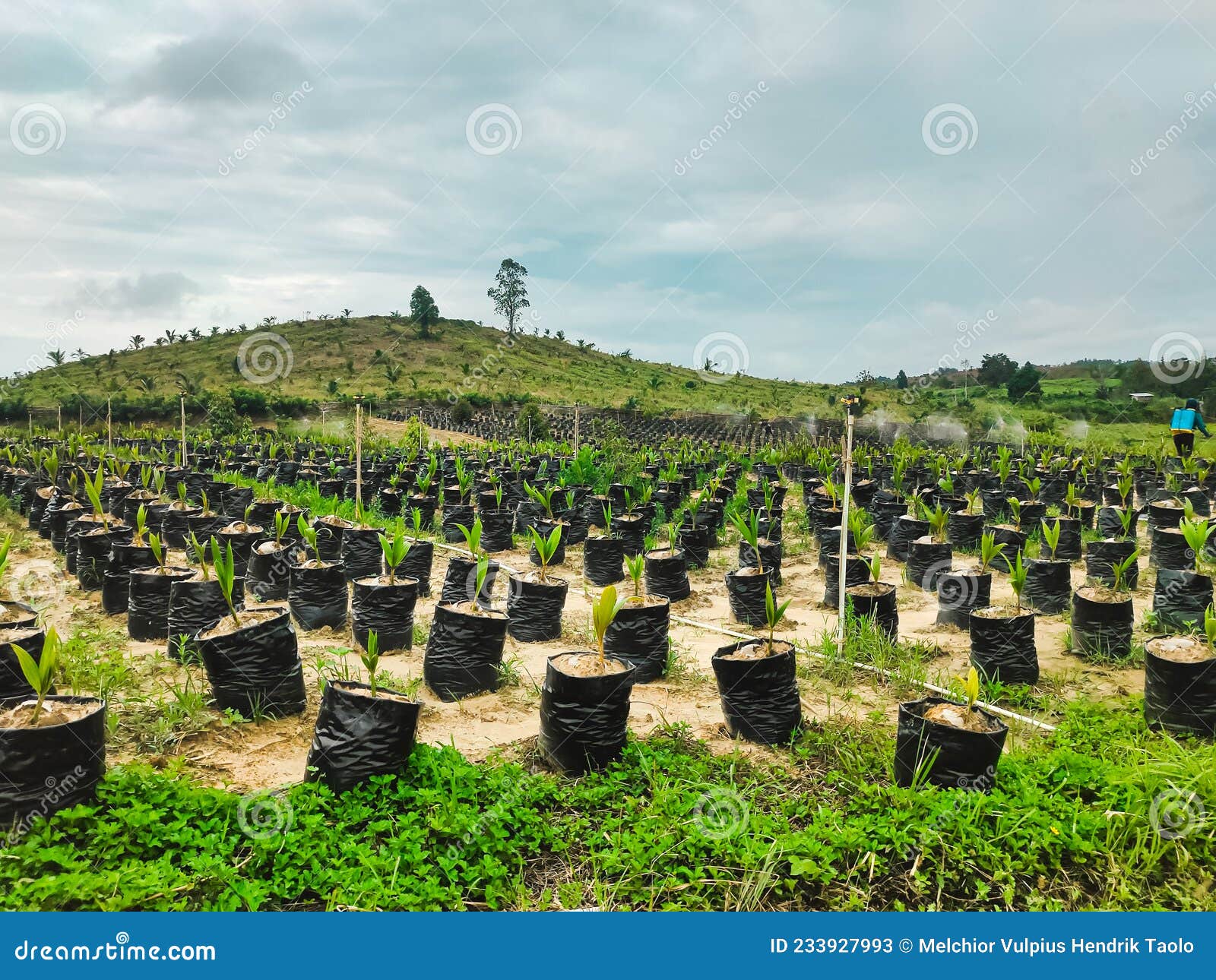 Coconut nursery stock image. Image of plantation, produce 233927993