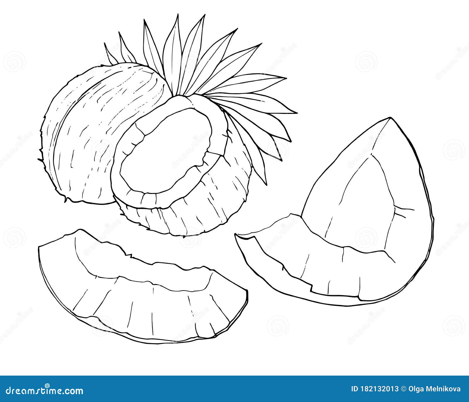Coconut Outline Isolated On White Background, Hand Drawn Vector