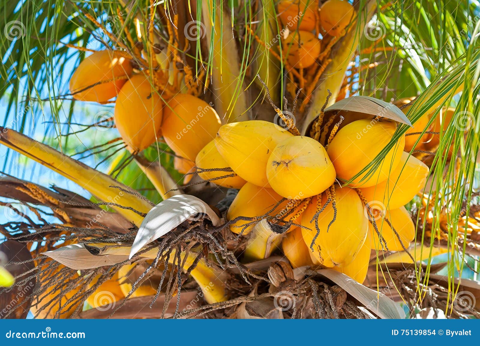 Coconut Palm at Aruba. Coconut Palm tree at Aruba