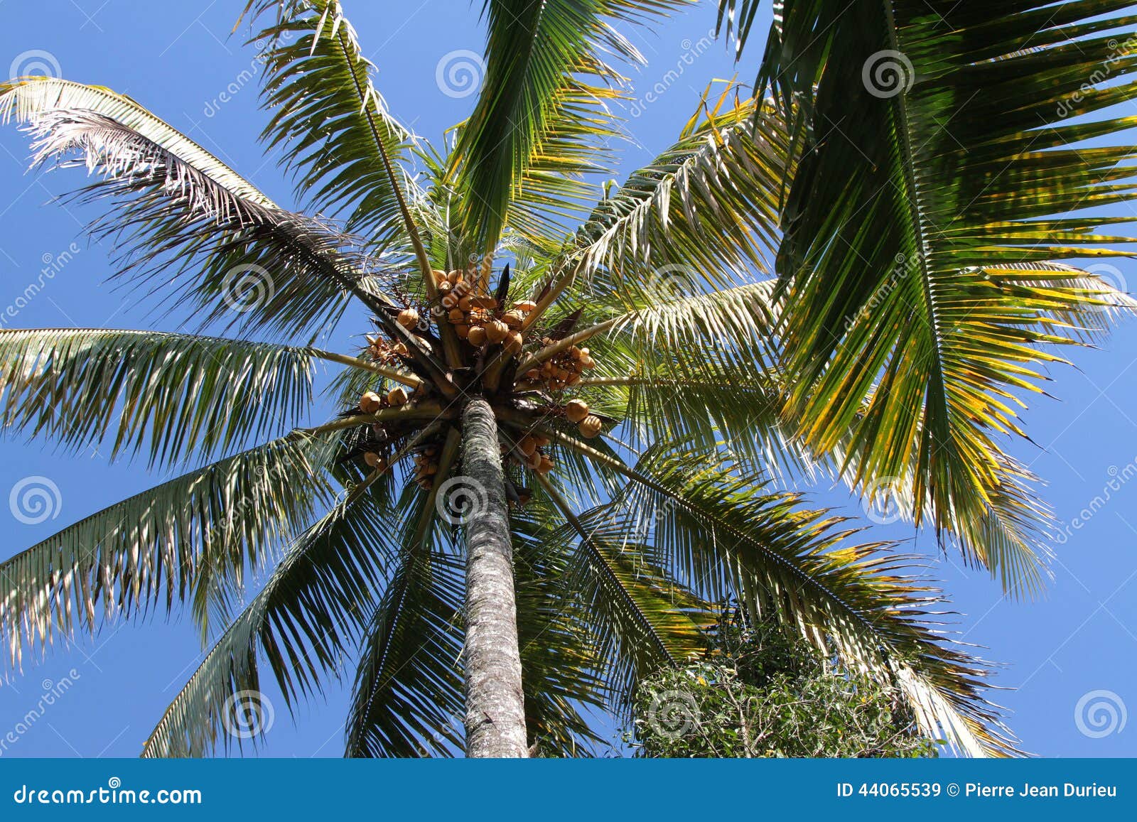 Coconut palm stock image. Image of tree, tourism, nature 44065539