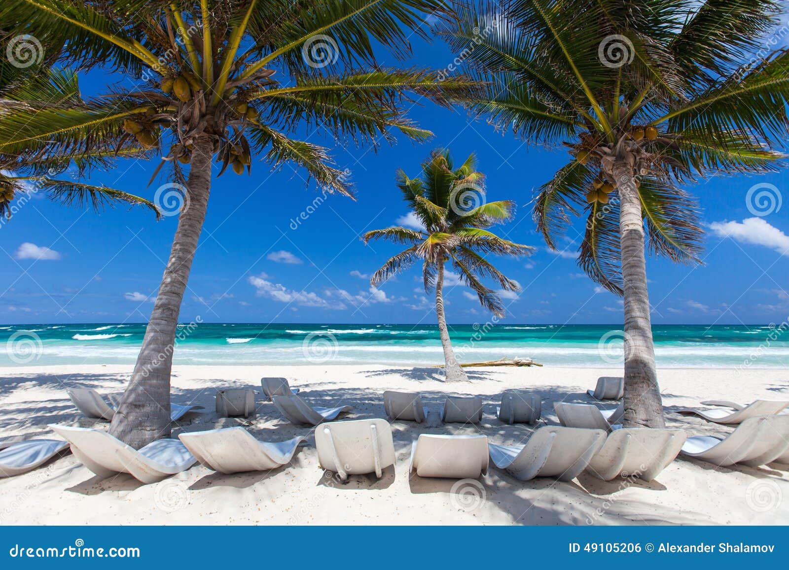 Coconut palm at beach stock photo. Image of sand, beautiful 49105206