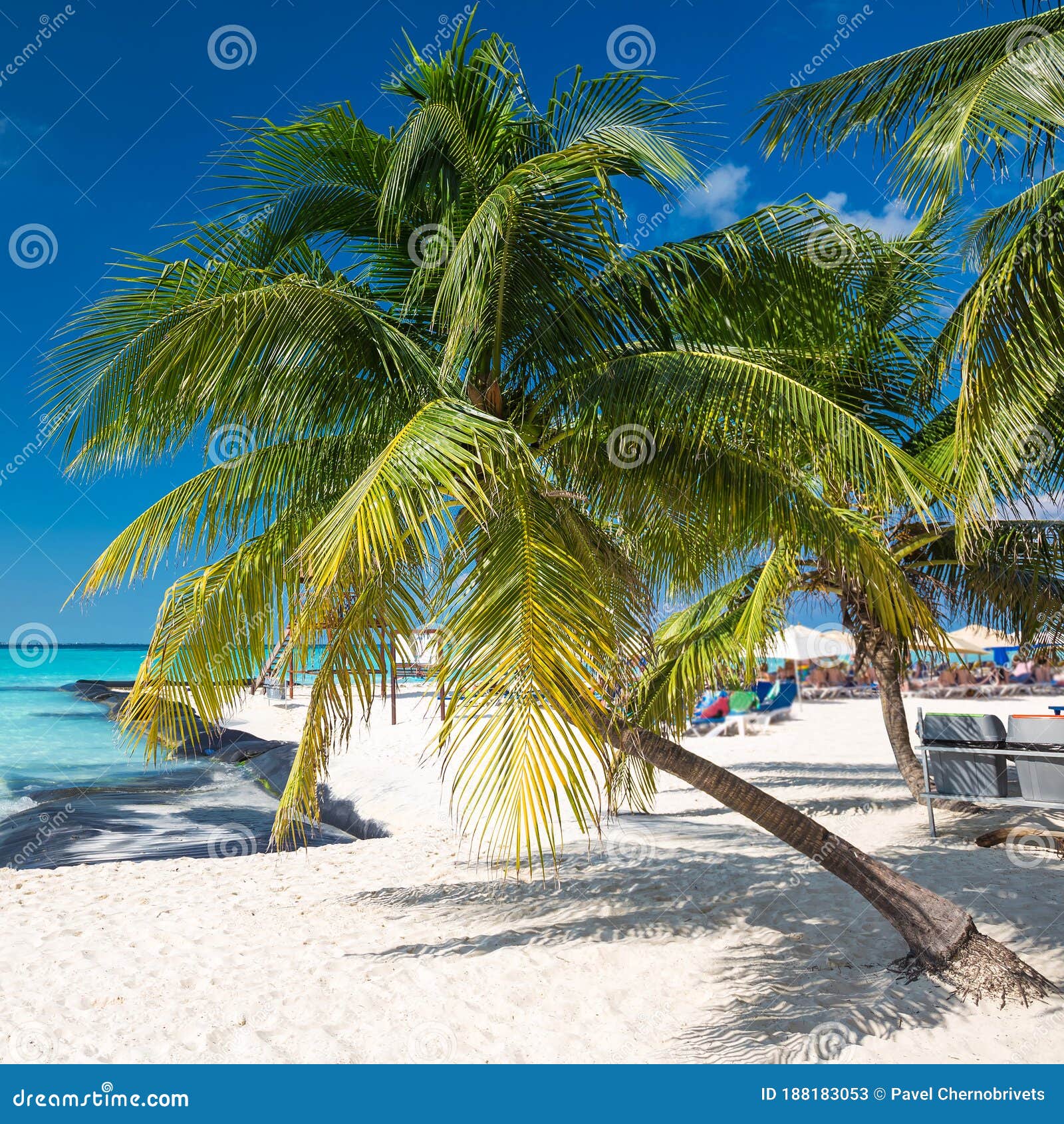 Coconut Palm on Caribbean Beach Stock Image Image of lounge, island