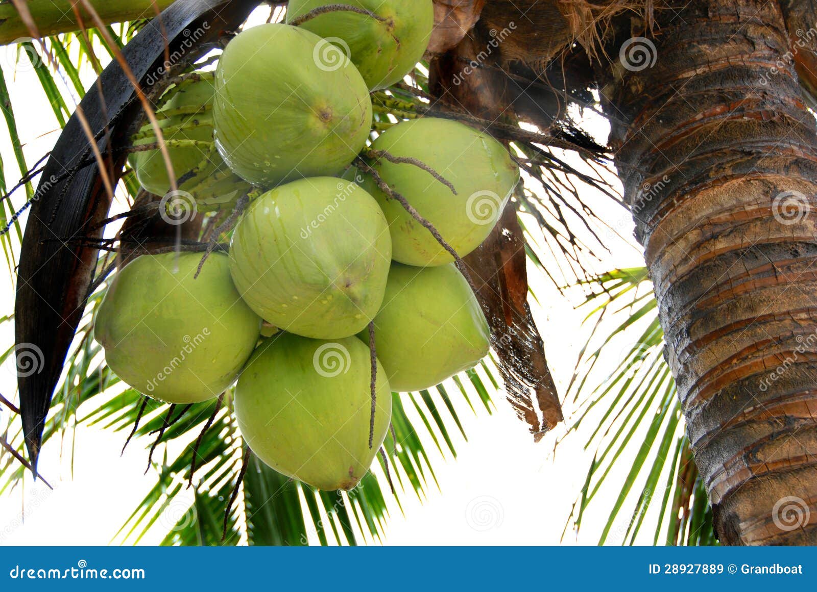 Coconut palm (coconut) stock image. Image of island, outdoor - 28927889