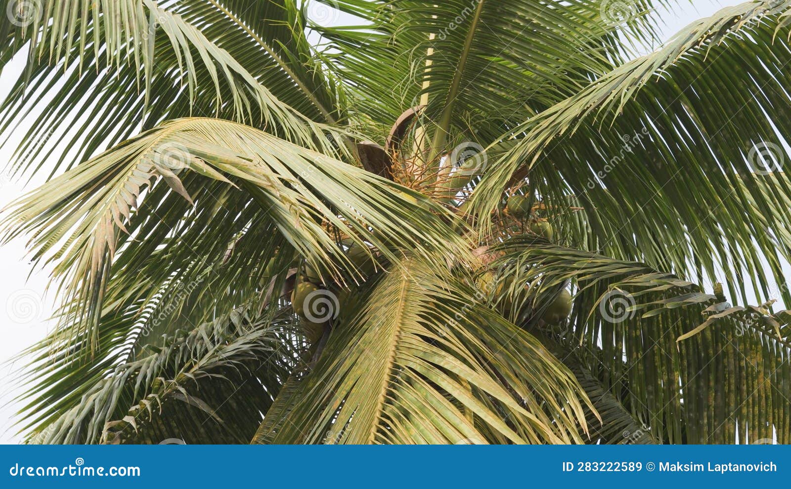 Coconut Palm with Coconuts, Palm Fronds, View from Below Stock Image