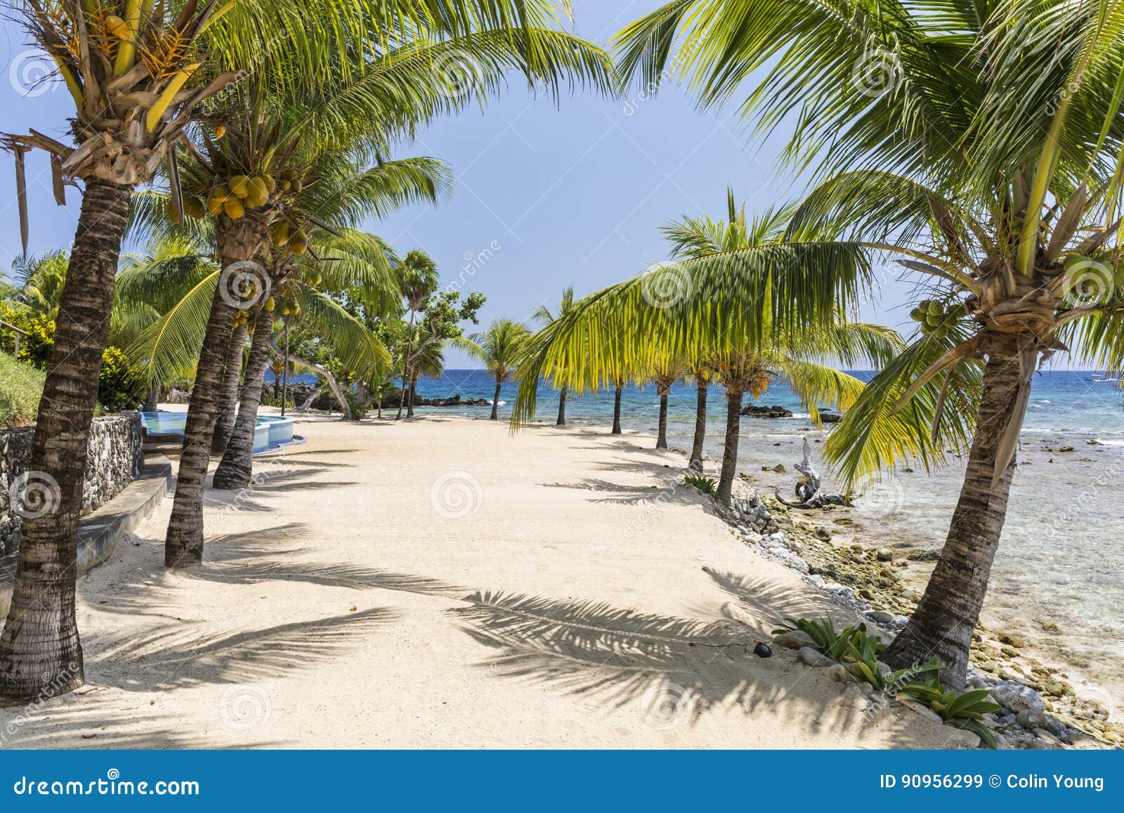 coconut palm corridor