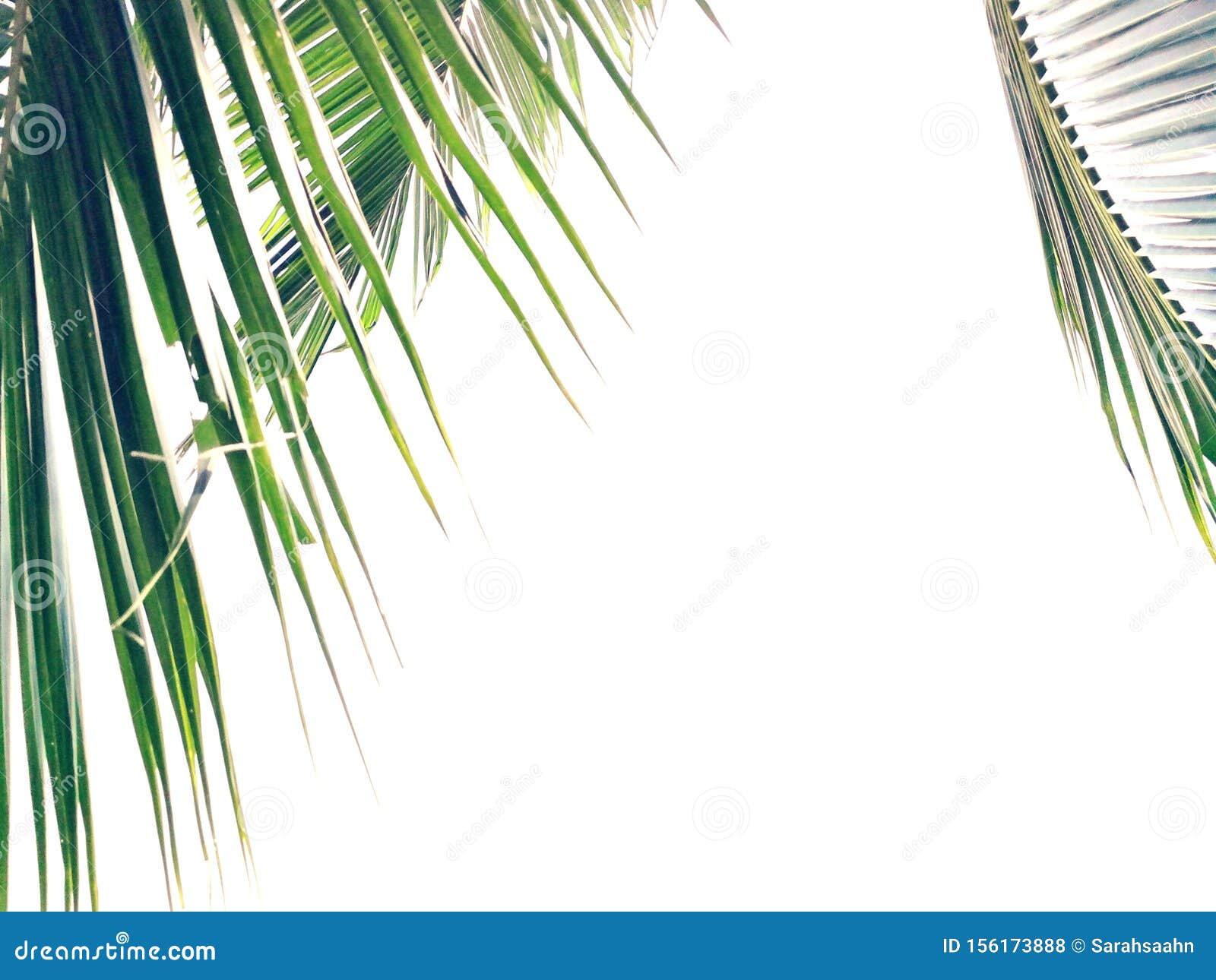 Coconut Palm Fronds Isolated On White Background Stock Photo - Image of