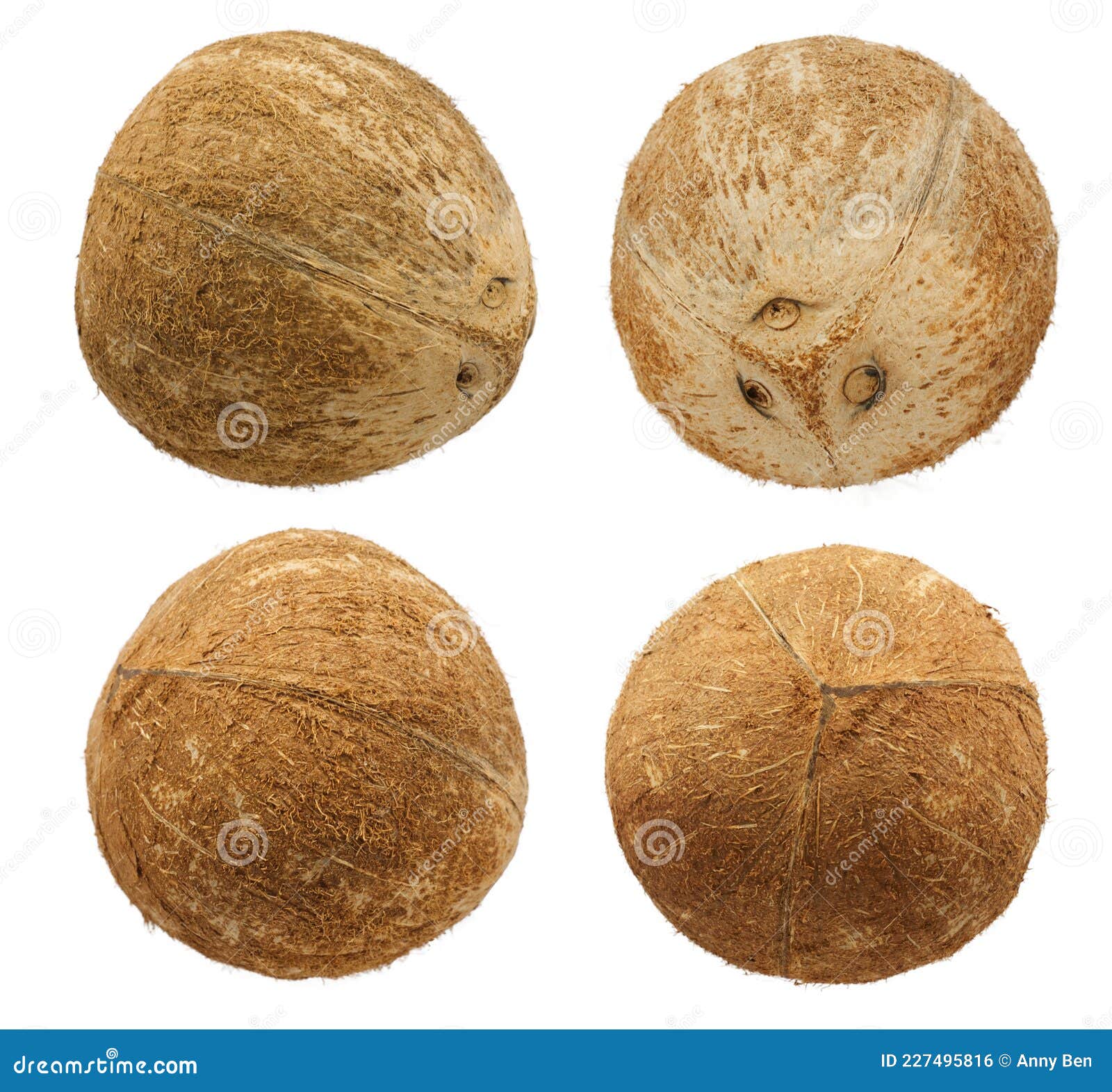 Coconut Palm Fruits Isolated on White Background Stock Photo Image of