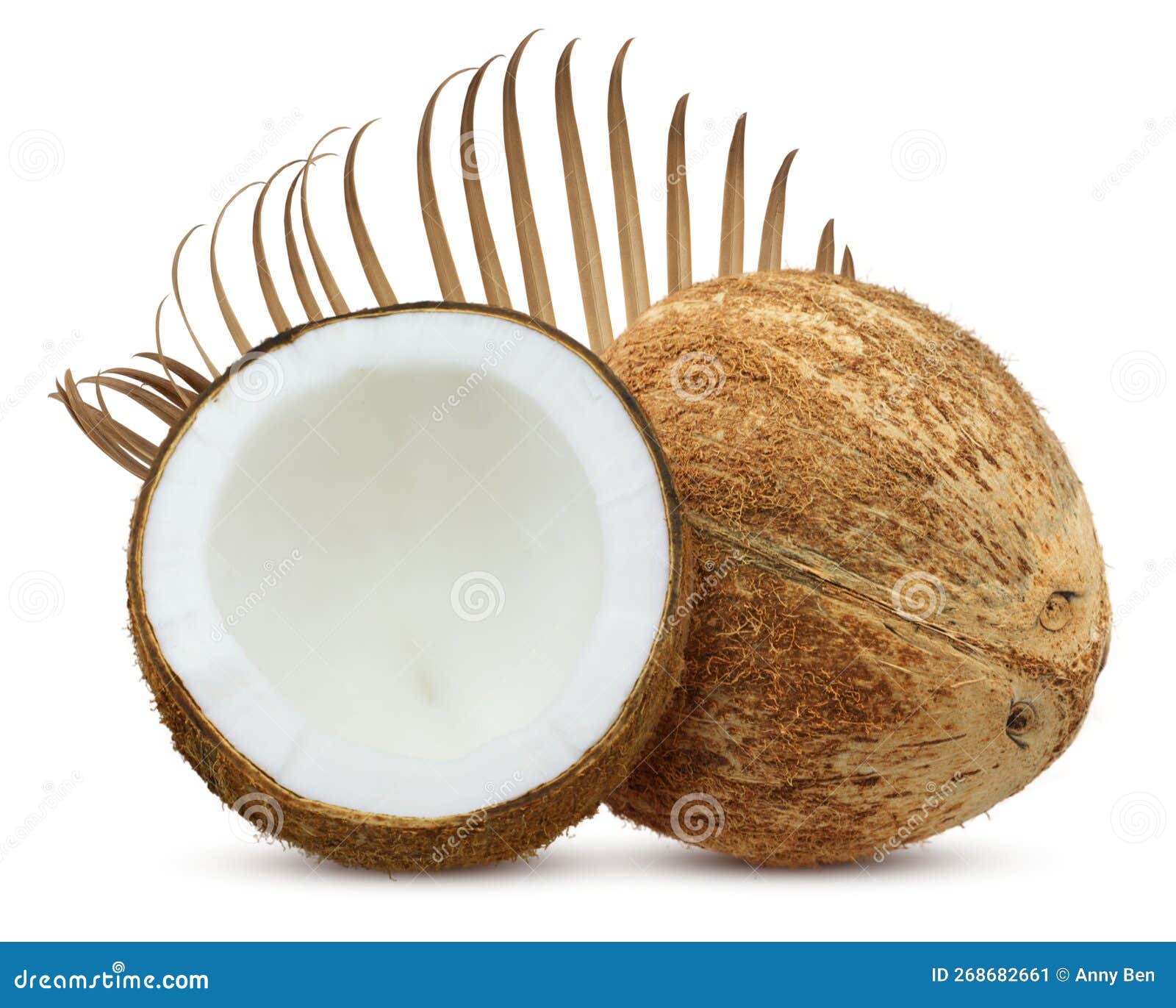 Coconut Palm Fruits Isolated on White Background Stock Image Image of