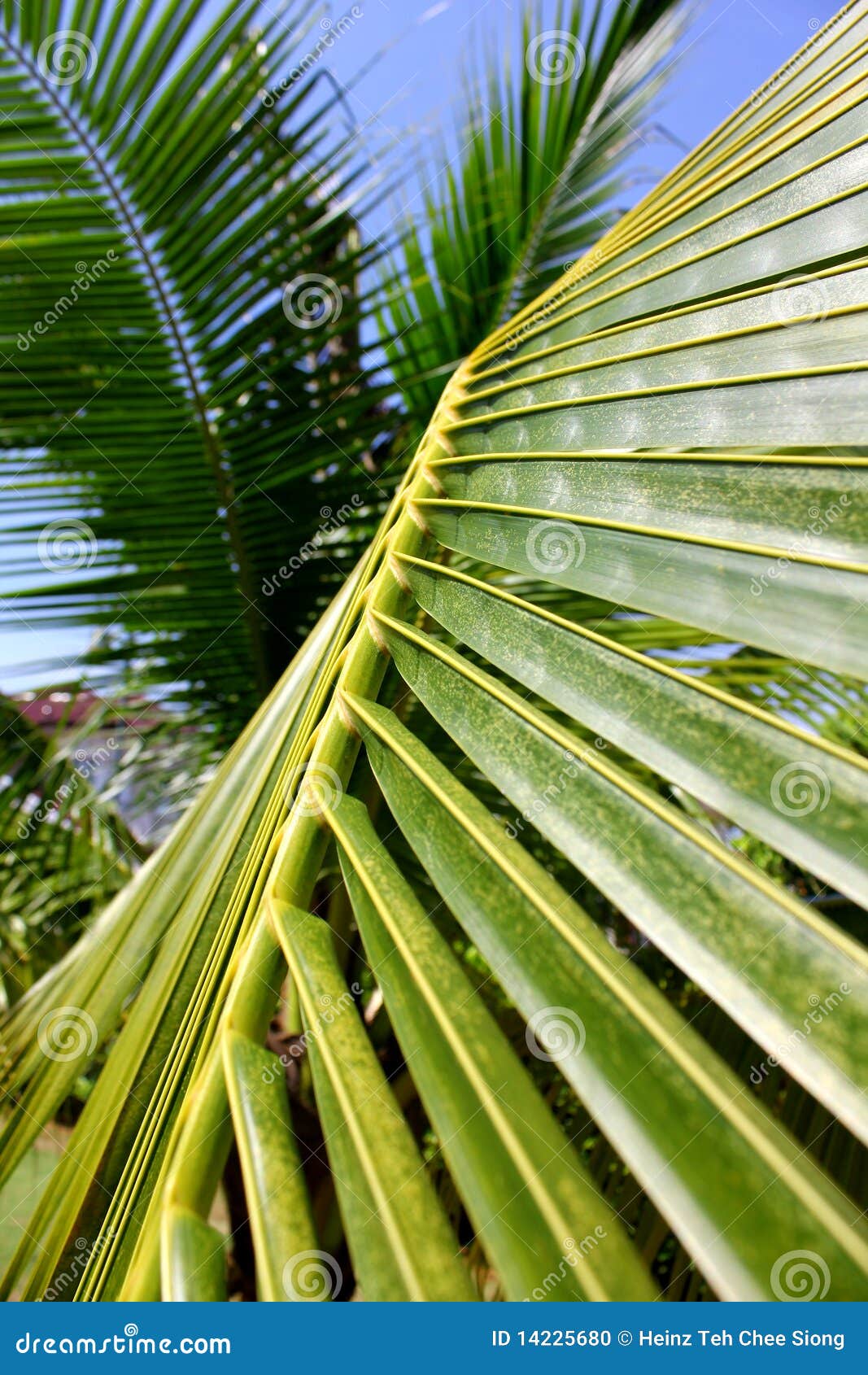 Coconut palm leaf stock photo. Image of nature, exotic 14225680