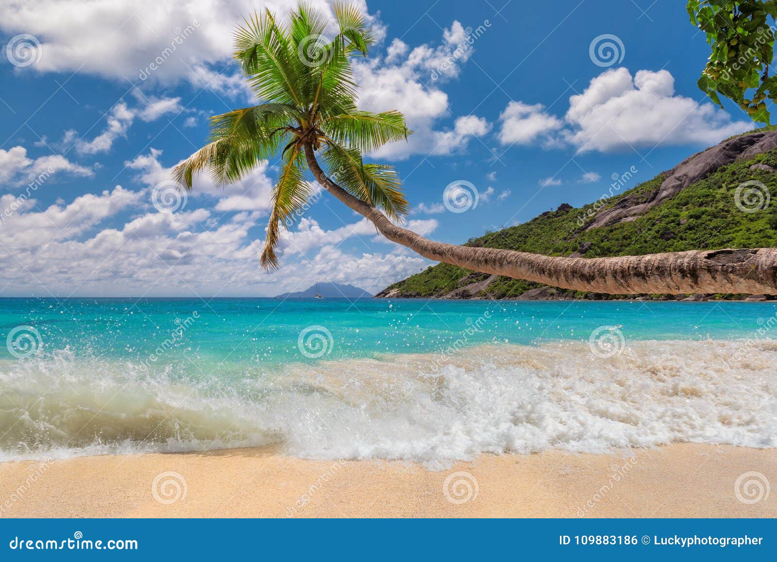 Coconut Palm Over Beach Stretch into the Sea. Stock Photo - Image of ...