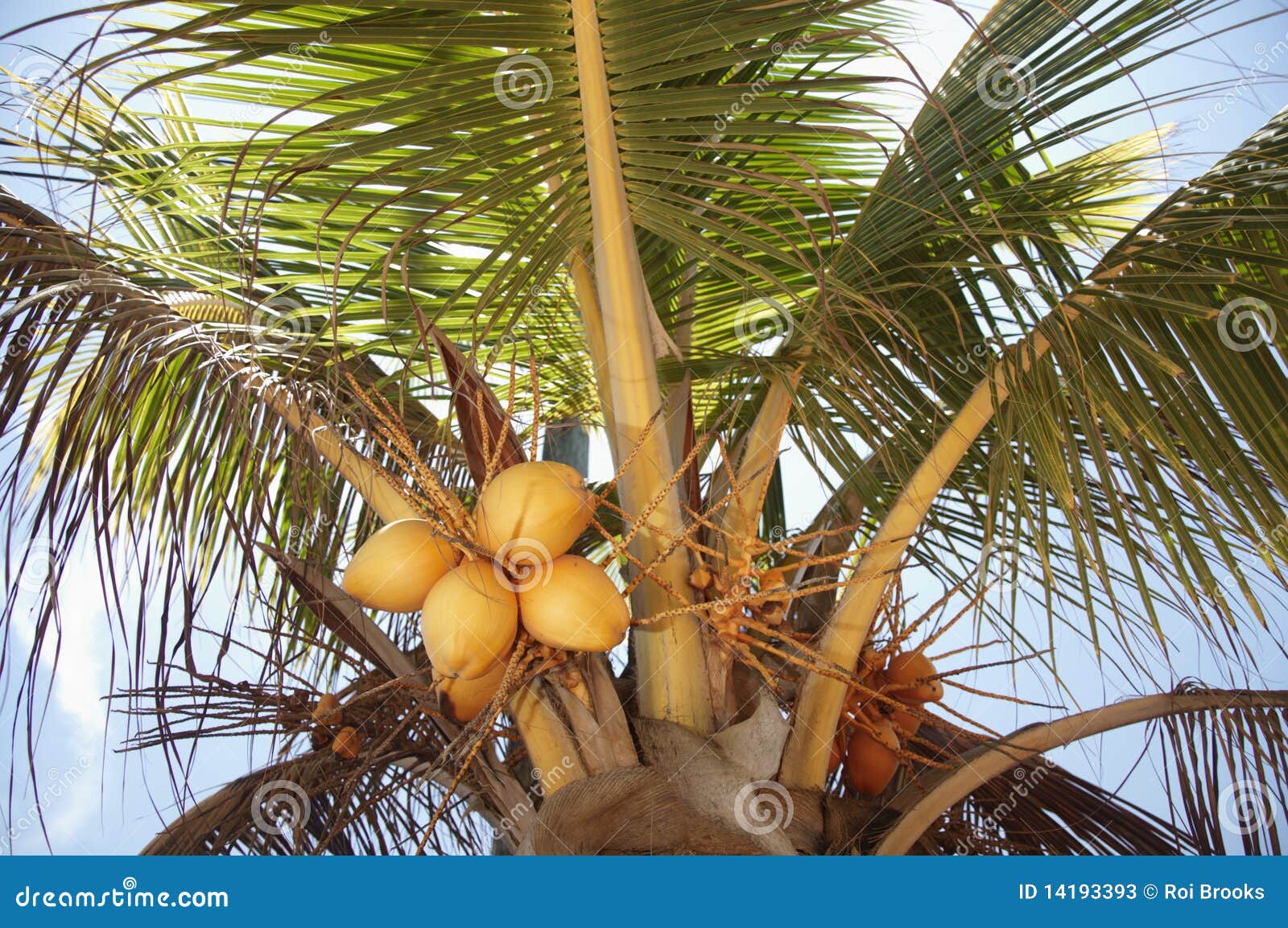 Coconut Palm Tree stock image. Image of fruit, food, belize - 14193393