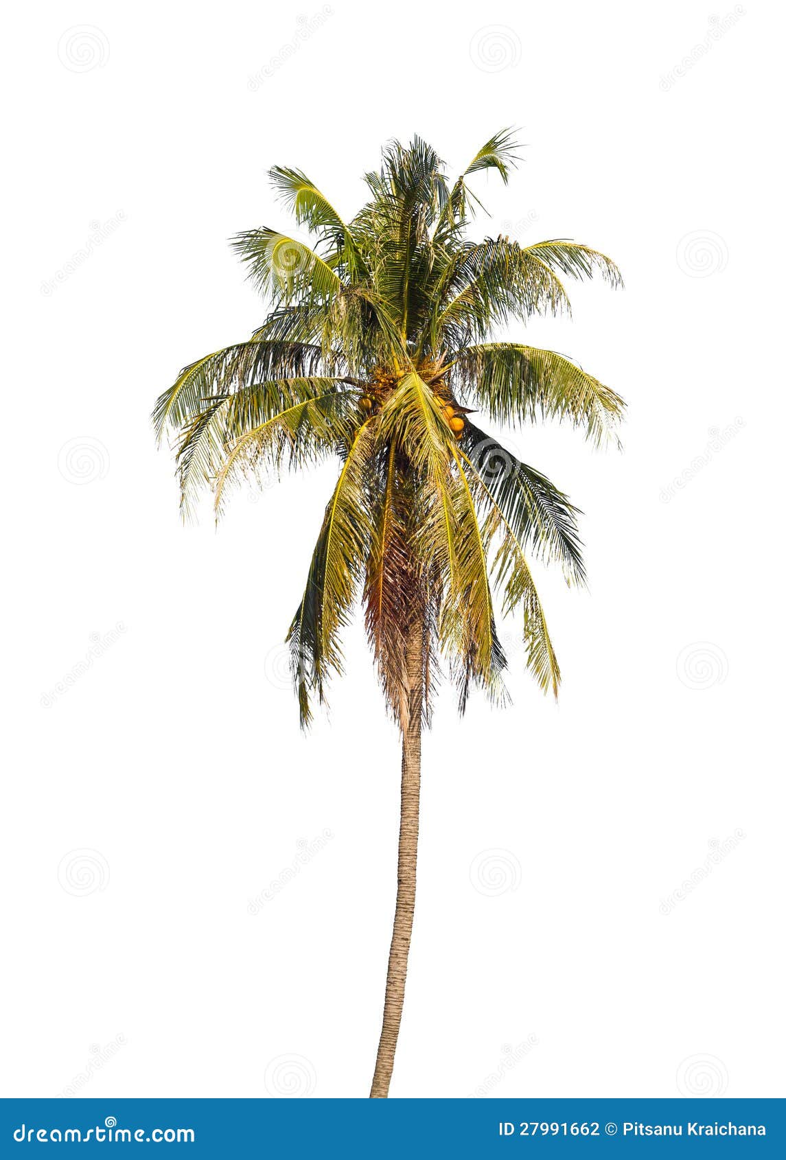 Coconut palm tree. stock photo. Image of pacific, holiday 27991662