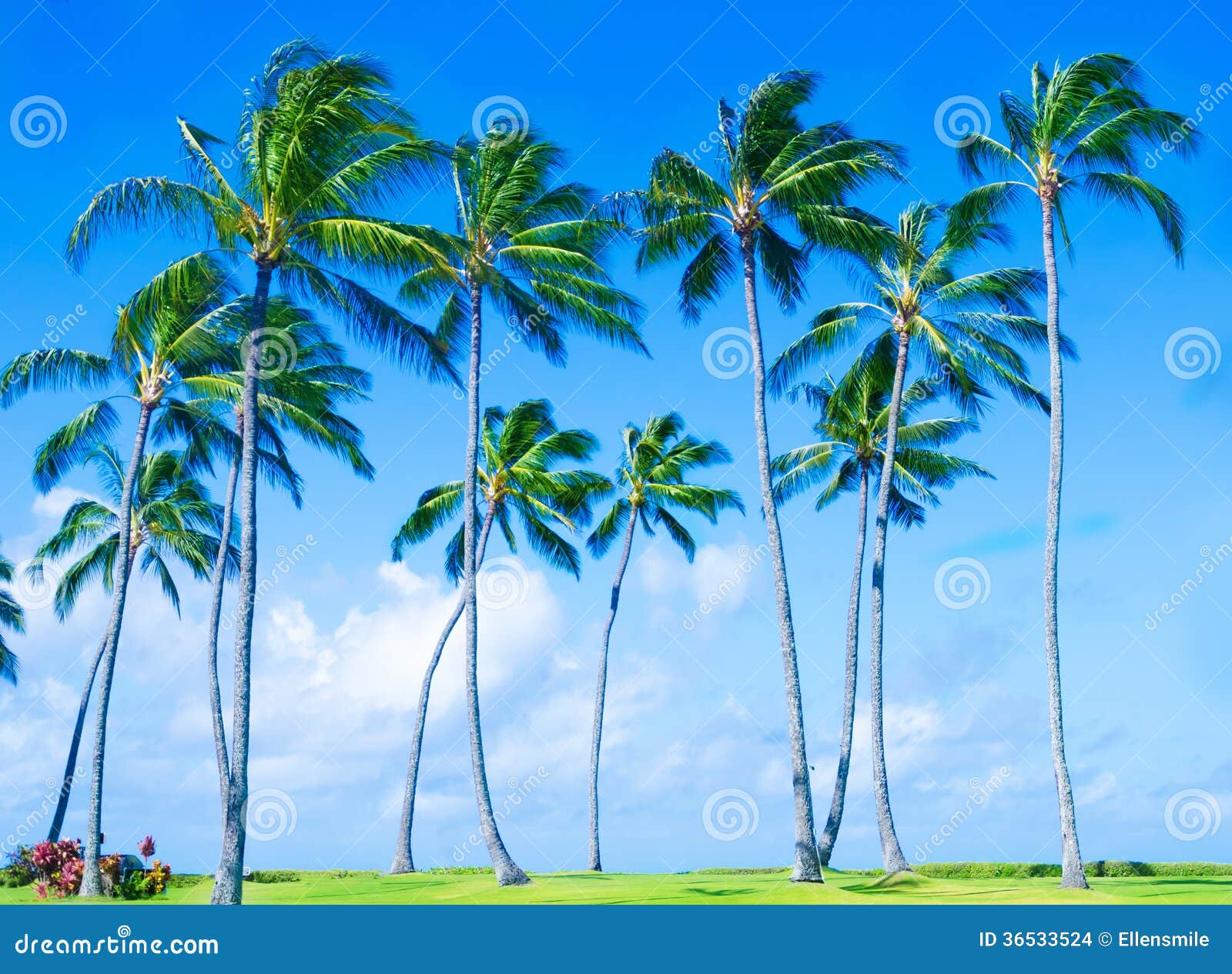 Coconut Palm Tree on the Beach in Hawai Stock Photo Image of