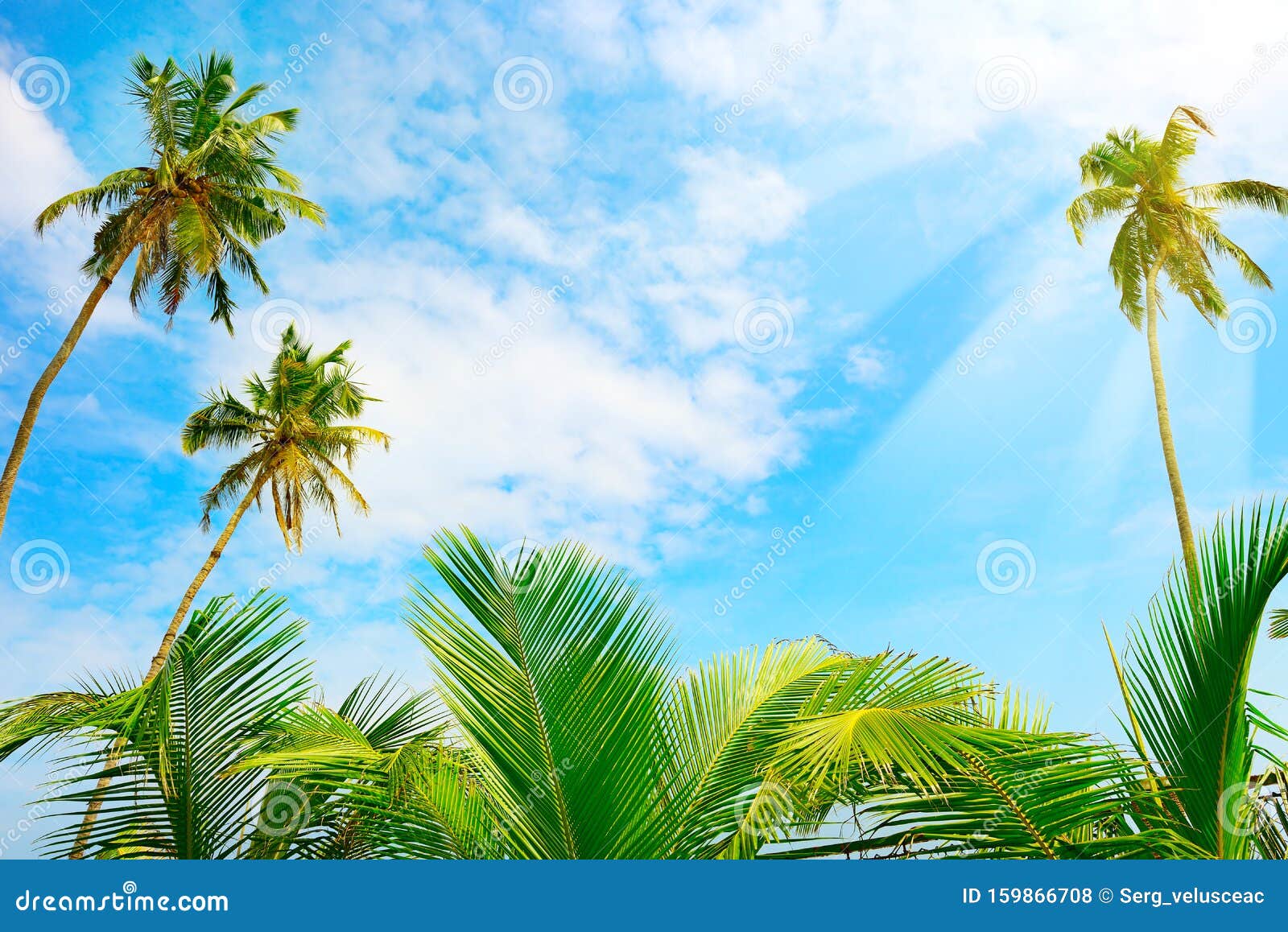 Hình ảnh của cây dừa là một trong những khung cảnh đẹp nhất của thiên nhiên. Màu xanh vàng lan tỏa trên bãi biển với ánh nắng mặt trời chói chang, tạo nên một khung cảnh đầy sống động và hấp dẫn. Hãy trân trọng và đón nhận những giây phút đắm chìm trong không gian yên bình này.