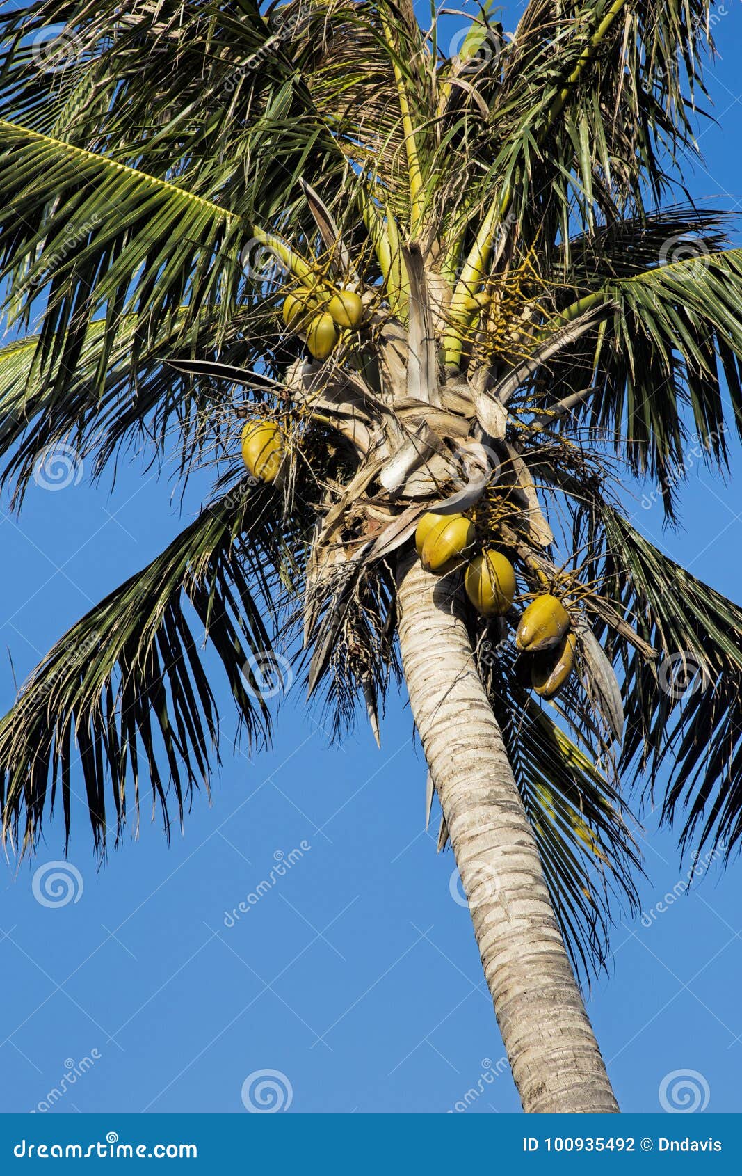 coconut palm tree, cocos nucifera, with a blue sky