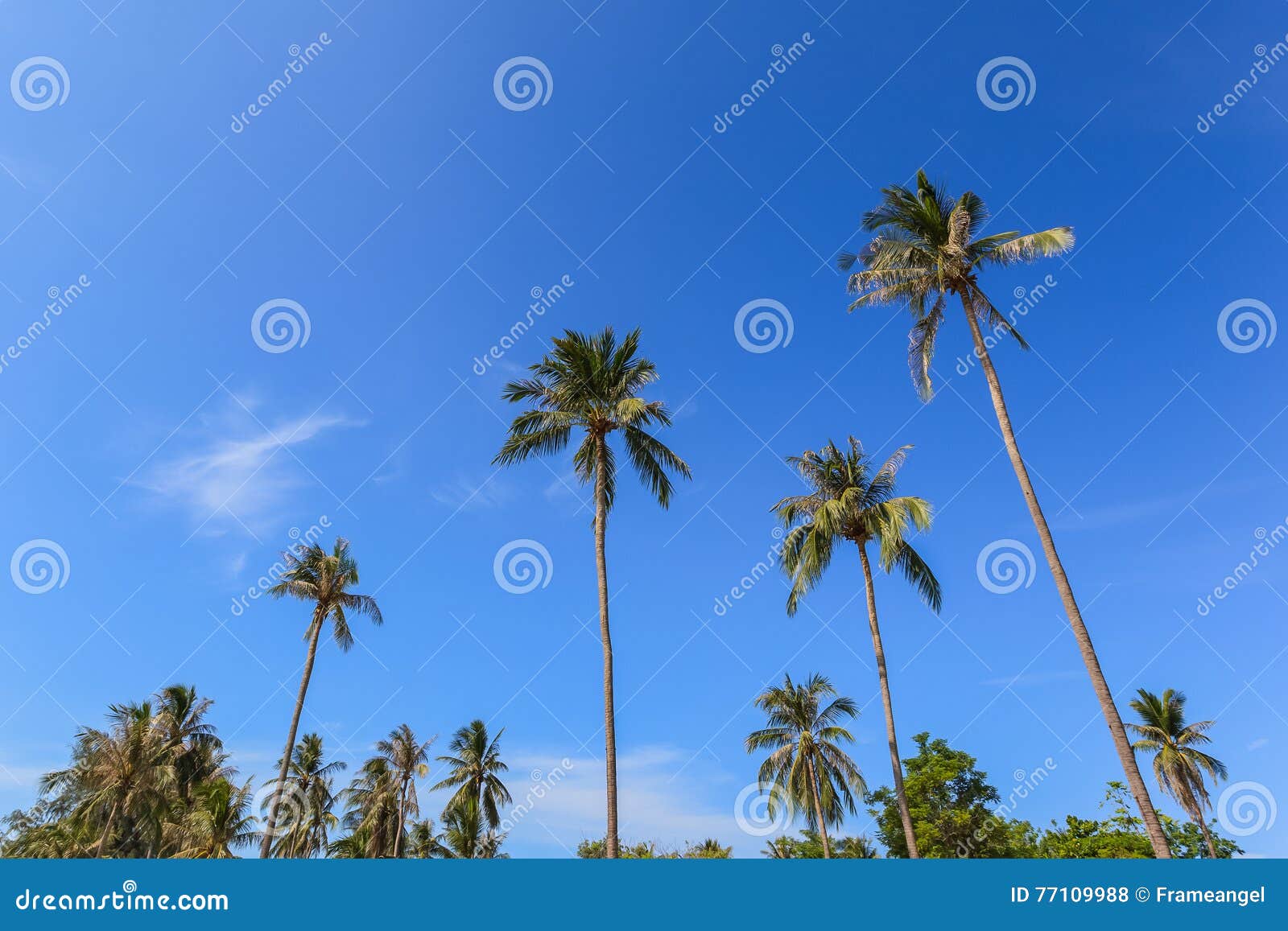 Coconut Palm Tree Group with Blue Sky Background, As Summer Them Stock ...
