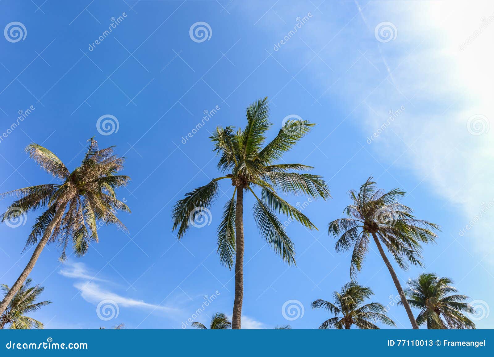 Coconut Palm Tree Group with Blue Sky Background, As Summer Them Stock ...