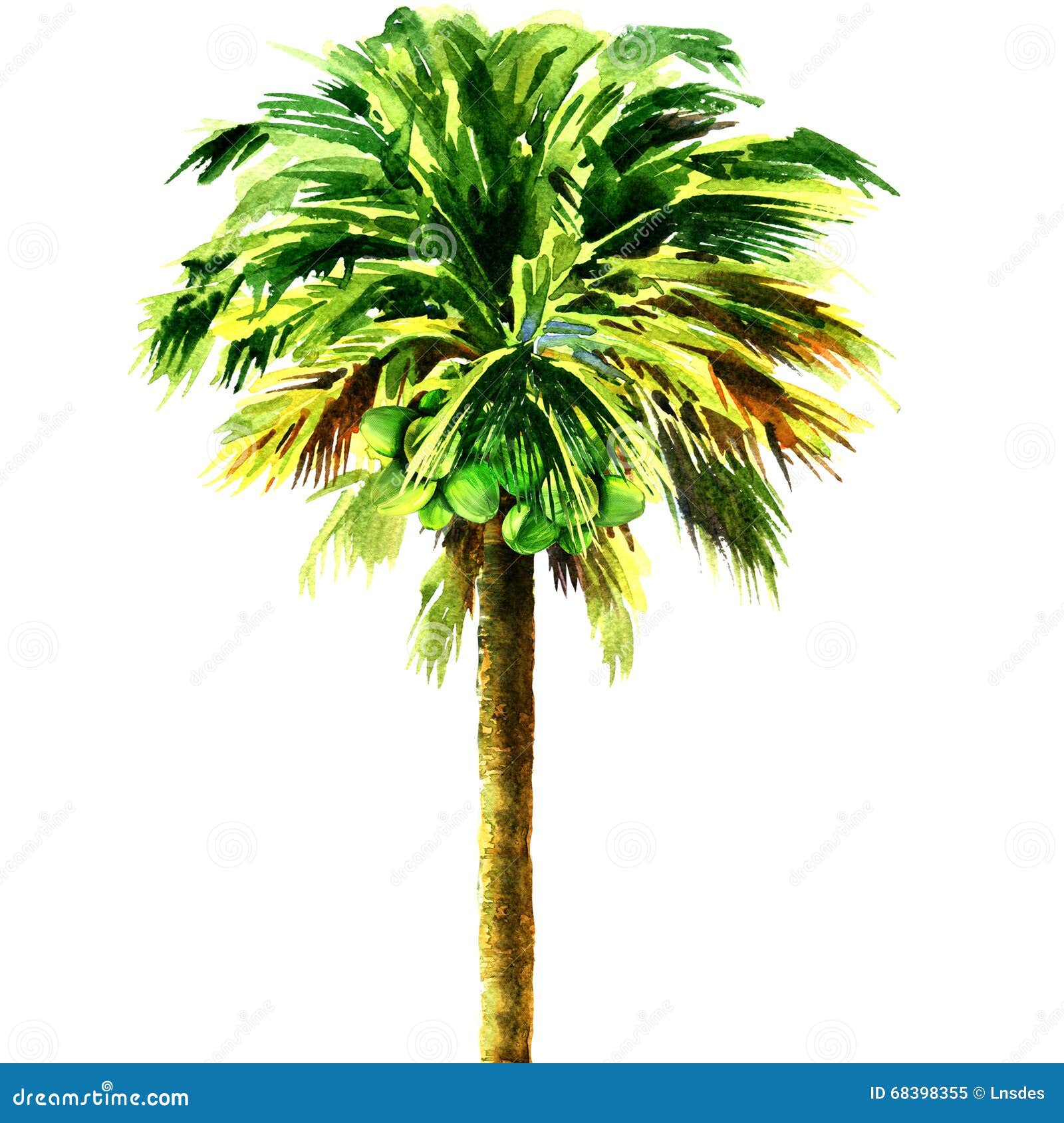 Coconut Palm Tree Isolated, Watercolor Illustration Stock Illustration