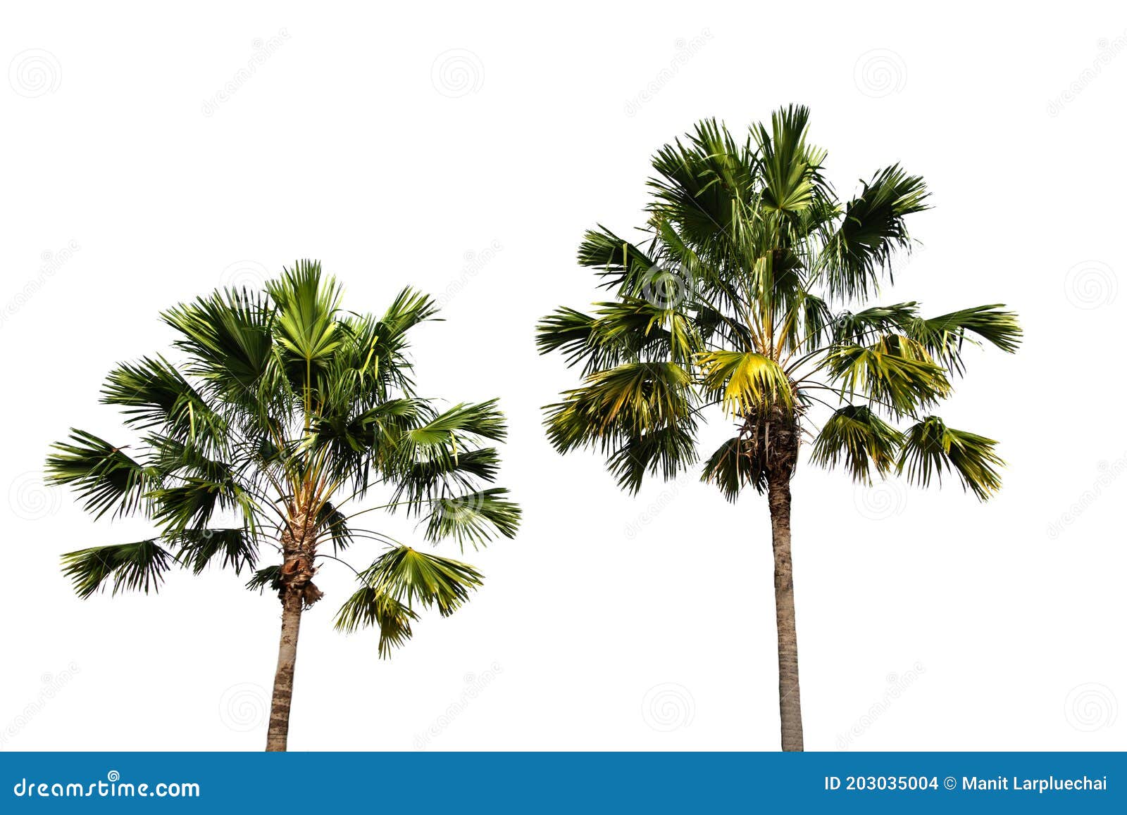 palm tree  on white background with clipping paths for garden .