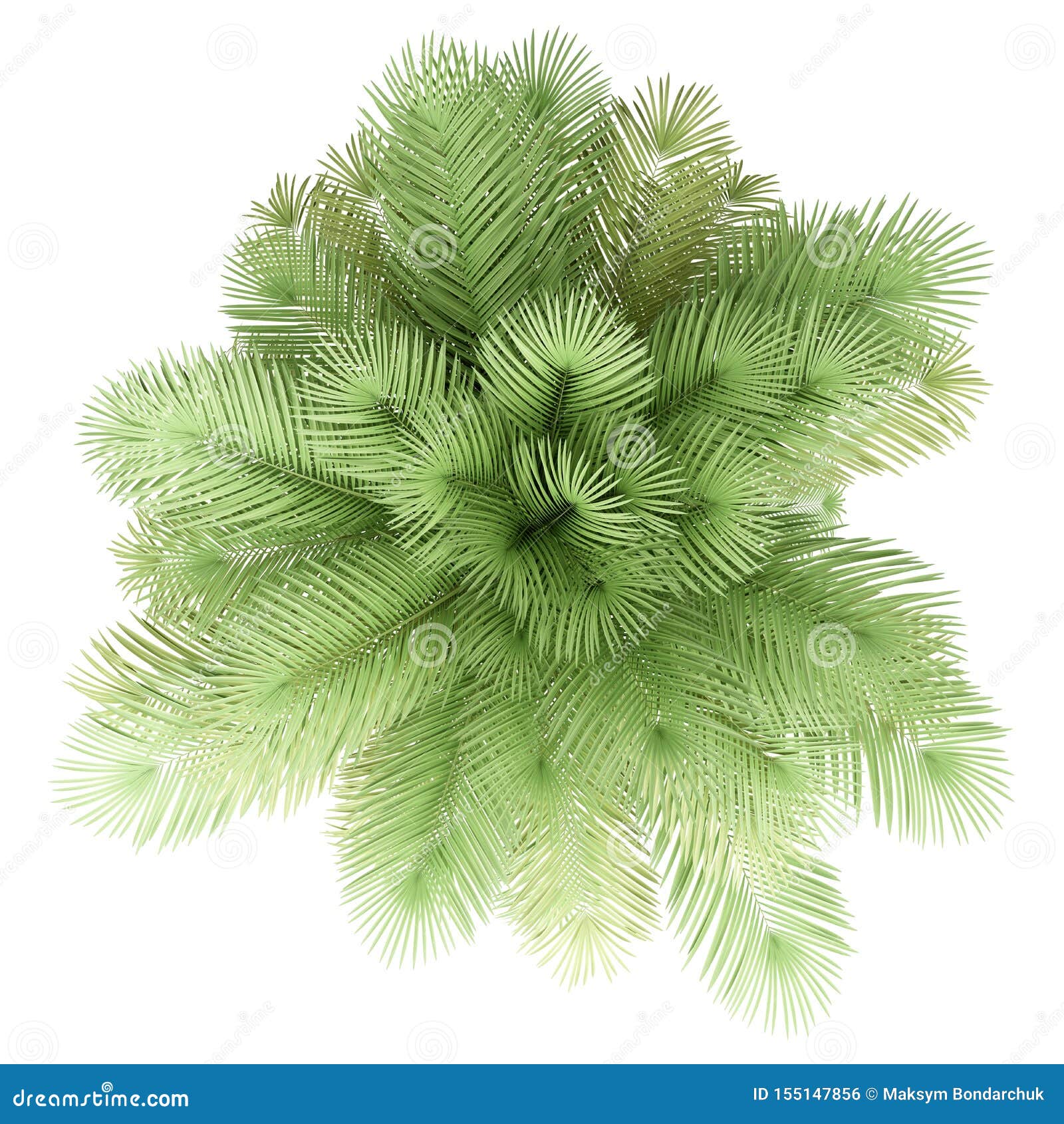 Coconut Palm Tree Isolated On White Top View Stock Illustration
