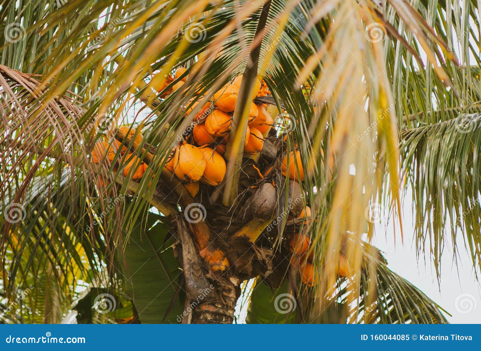 Coconut palm in Bali stock image. Image of light, botanical - 160044085