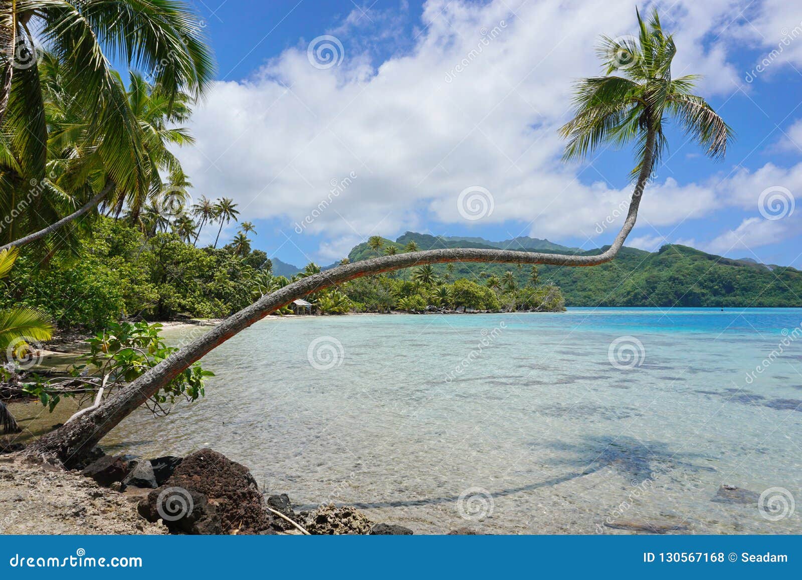 A Coconut Palm Tree Water French Polynesia Photo - Image of islands, outdoor: 130567168