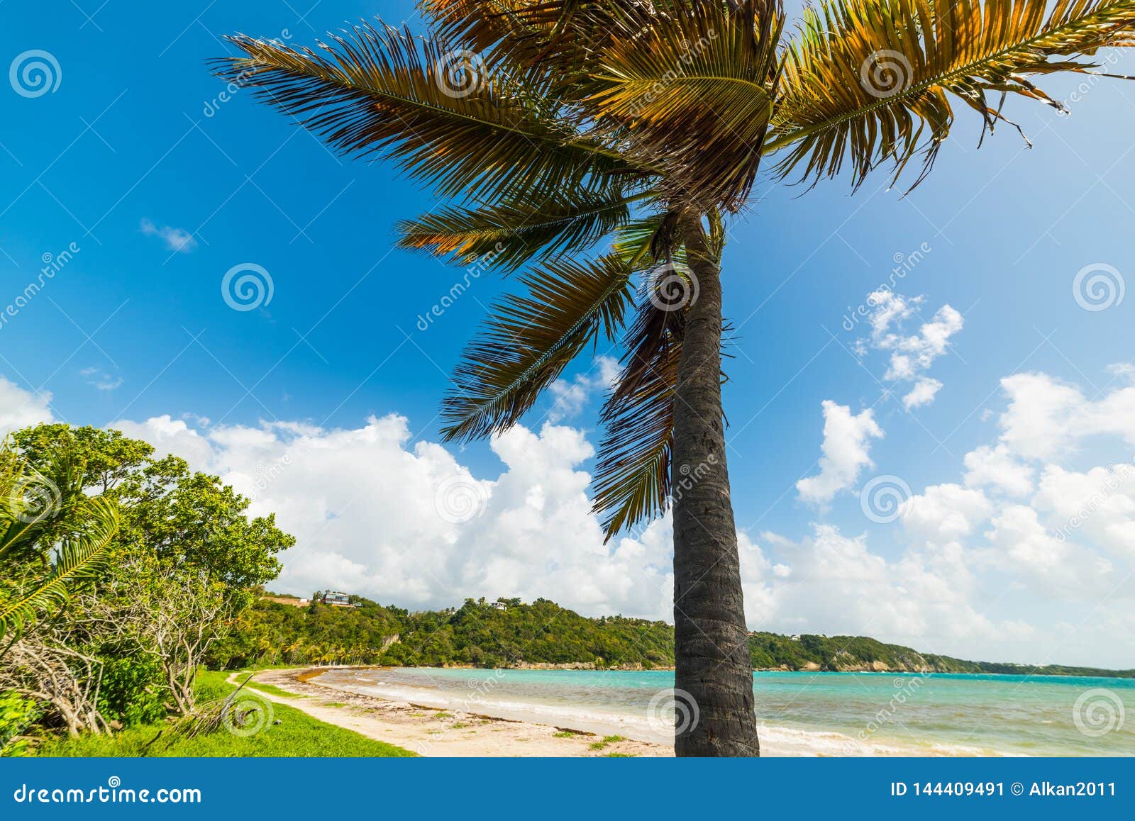 Coconut Palm Tree in Pointe De La Saline Beach in Guadeloupe Stock ...