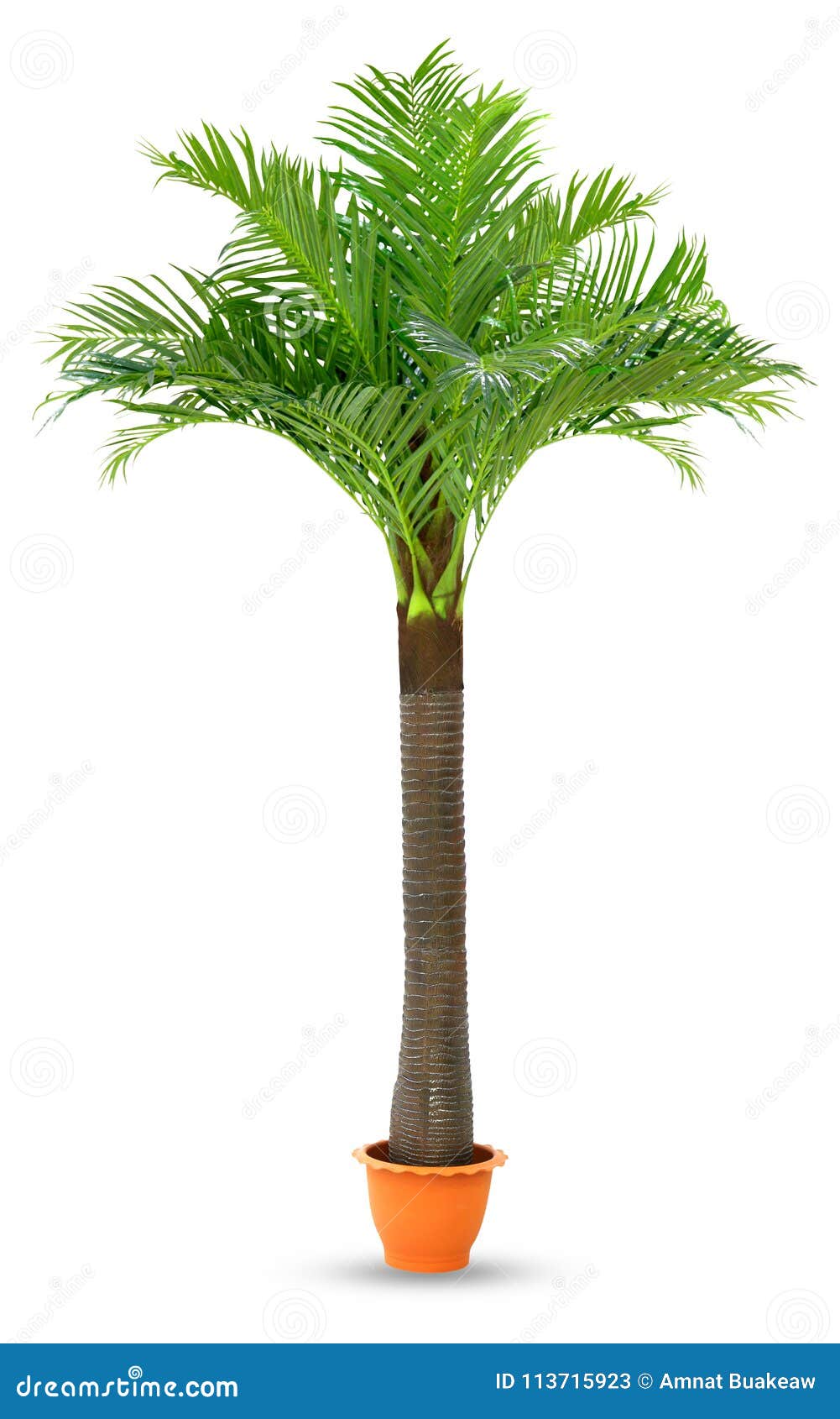 coconut palm tree in pot plastic  white background, coconut tree for decoration booth exhibitions prop display garden