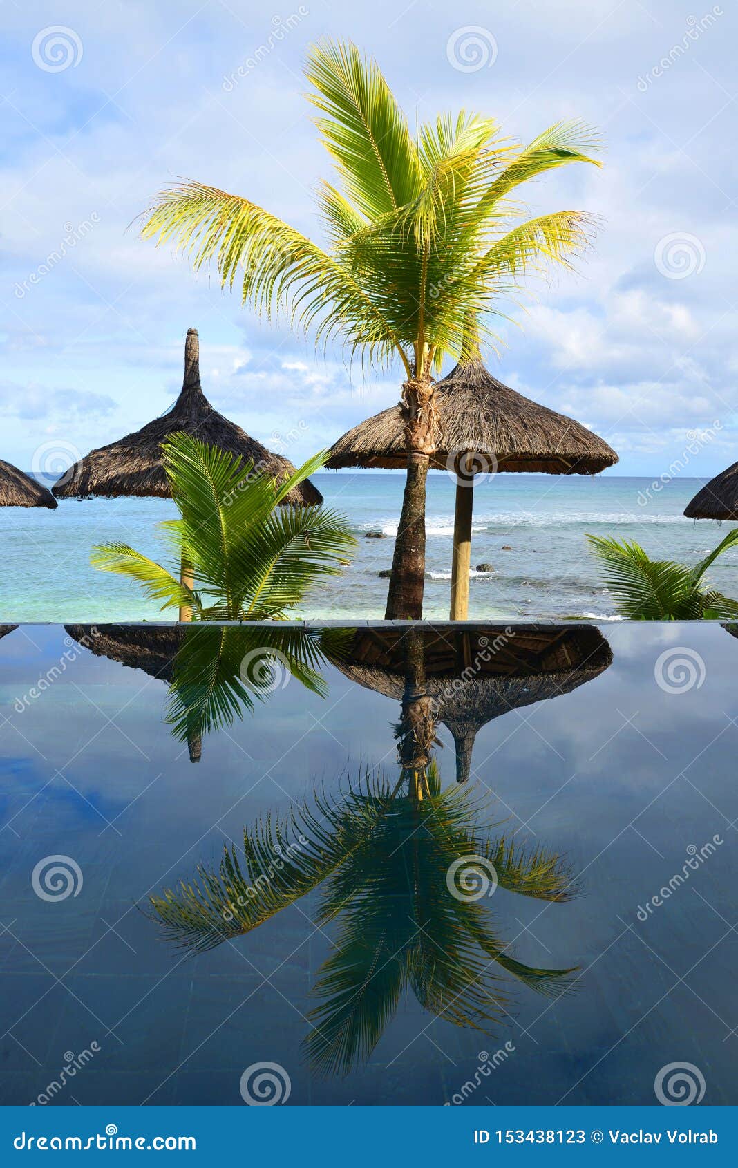 Swimming Pool with Coconut Palm Tree. Stock Image Image of pool